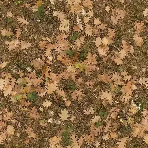 Autumn Leaves Ground Texture