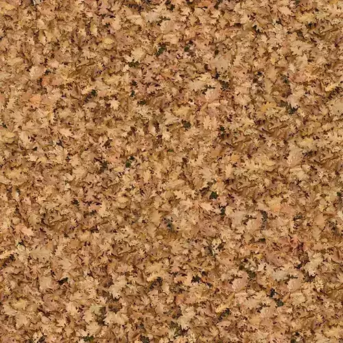 Dry Leaves Ground Cover Texture 