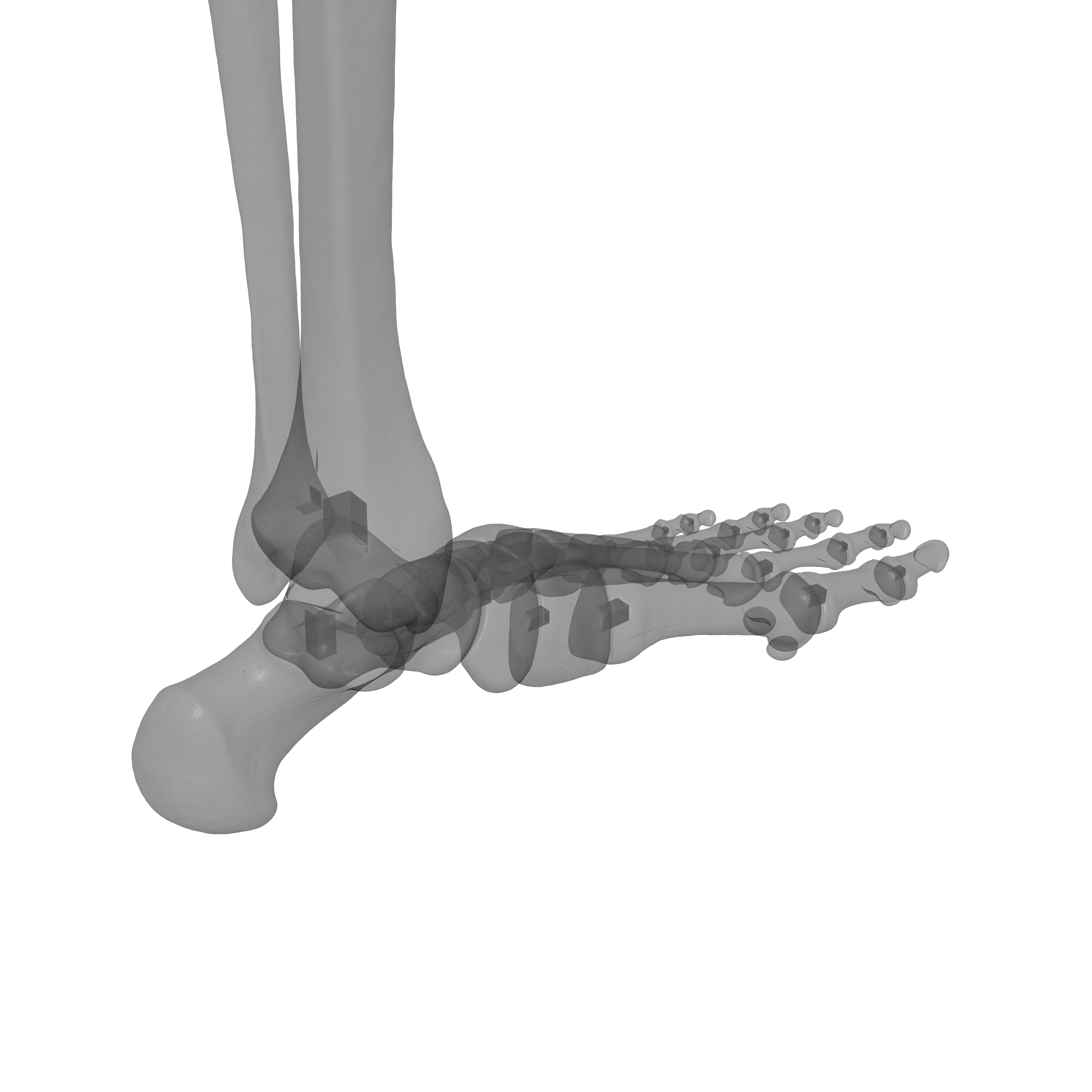 Human Lt Leg and Foot Bones 3D print model_32