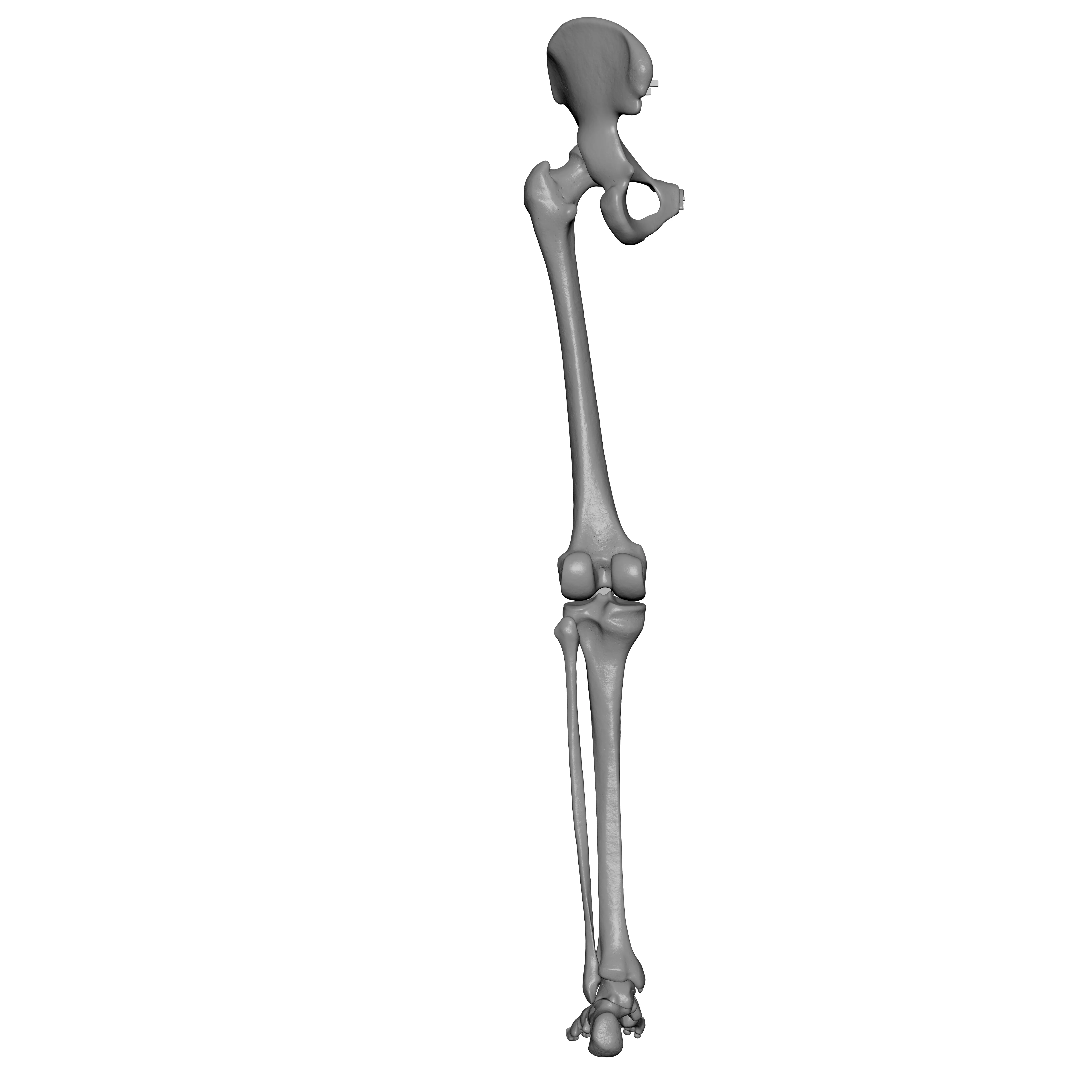Human Lt Leg and Foot Bones 3D print model_4