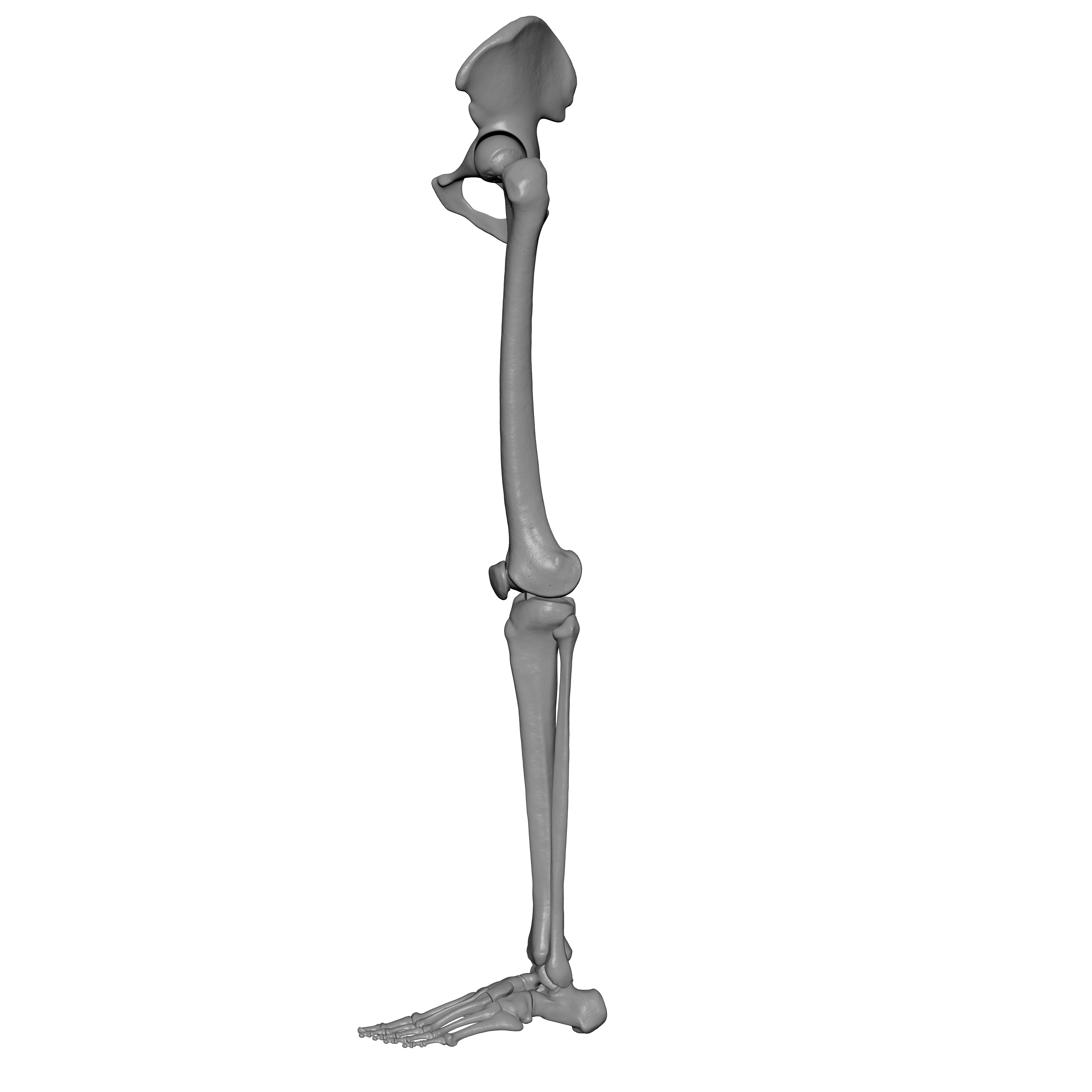 Human Lt Leg and Foot Bones 3D print model_6