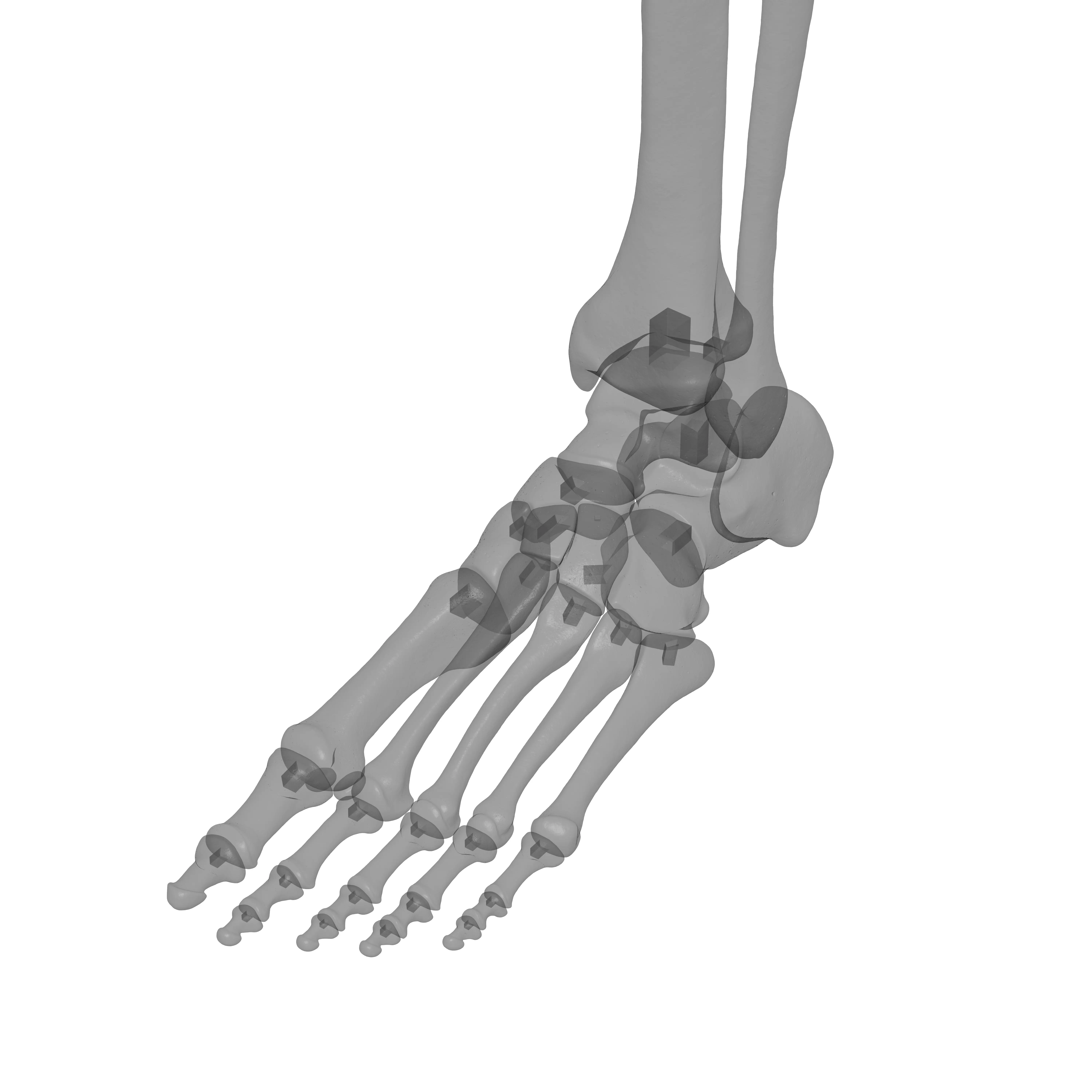 Human Lt Leg and Foot Bones 3D print model_34
