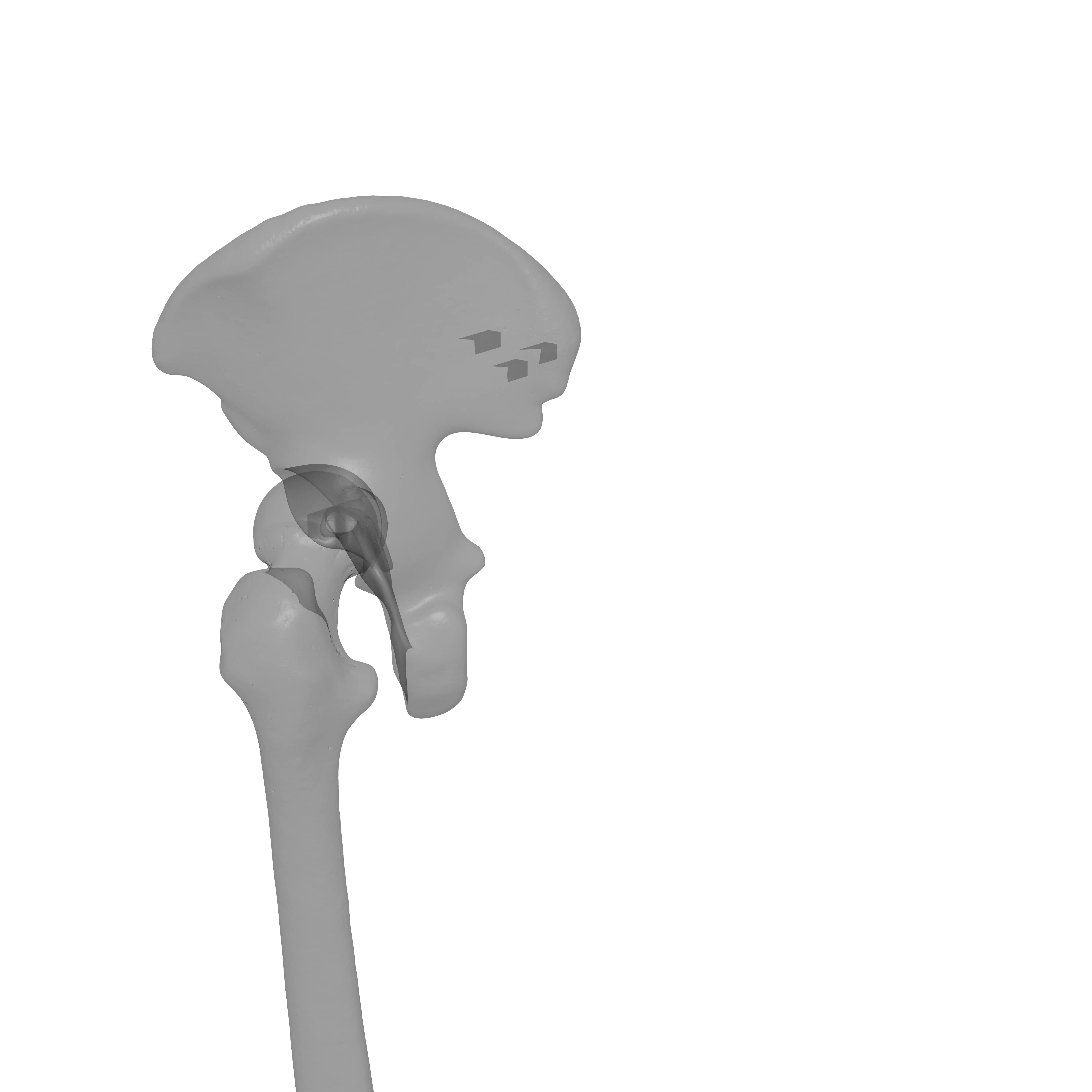 Human Lt Leg and Foot Bones 3D print model_28