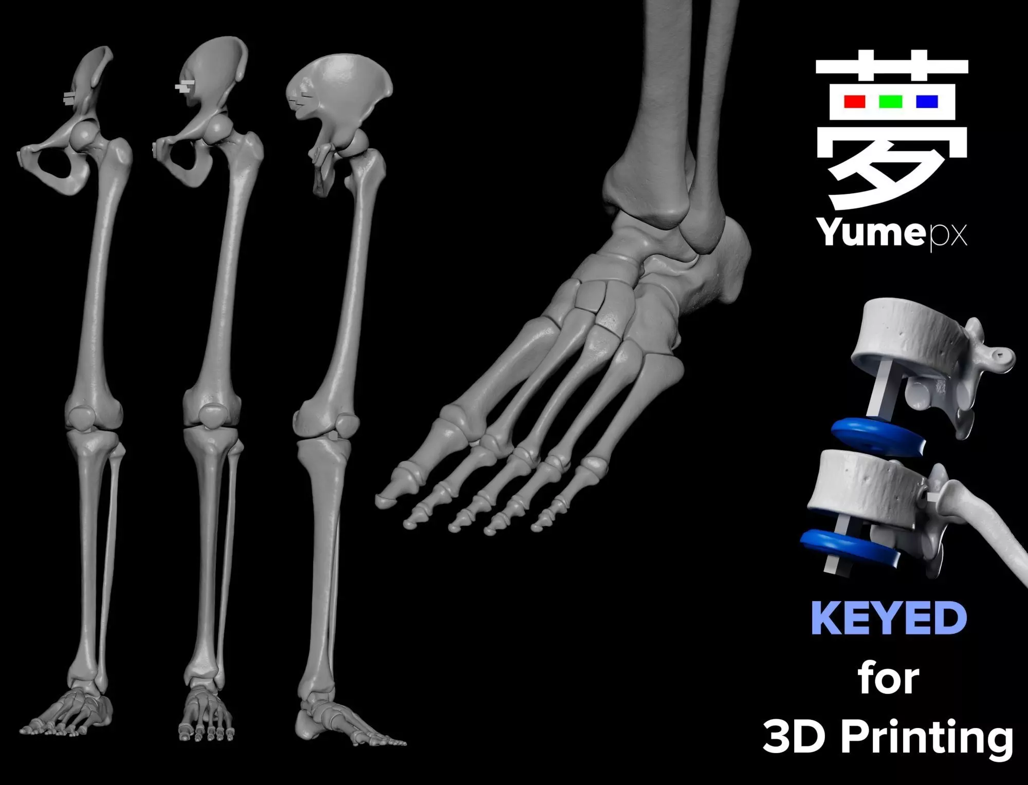 Human Lt Leg and Foot Bones 3D print model_0