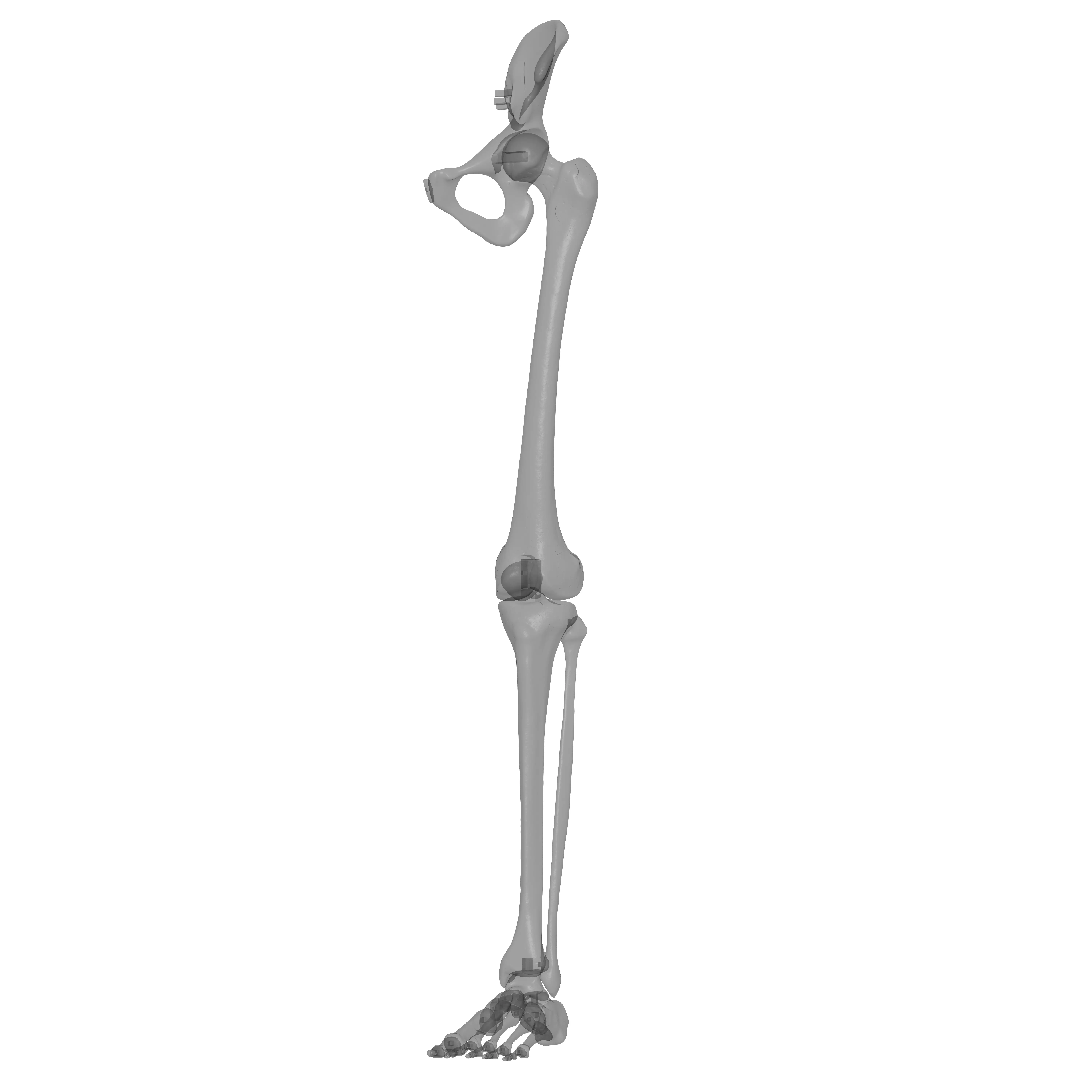 Human Lt Leg and Foot Bones 3D print model_25