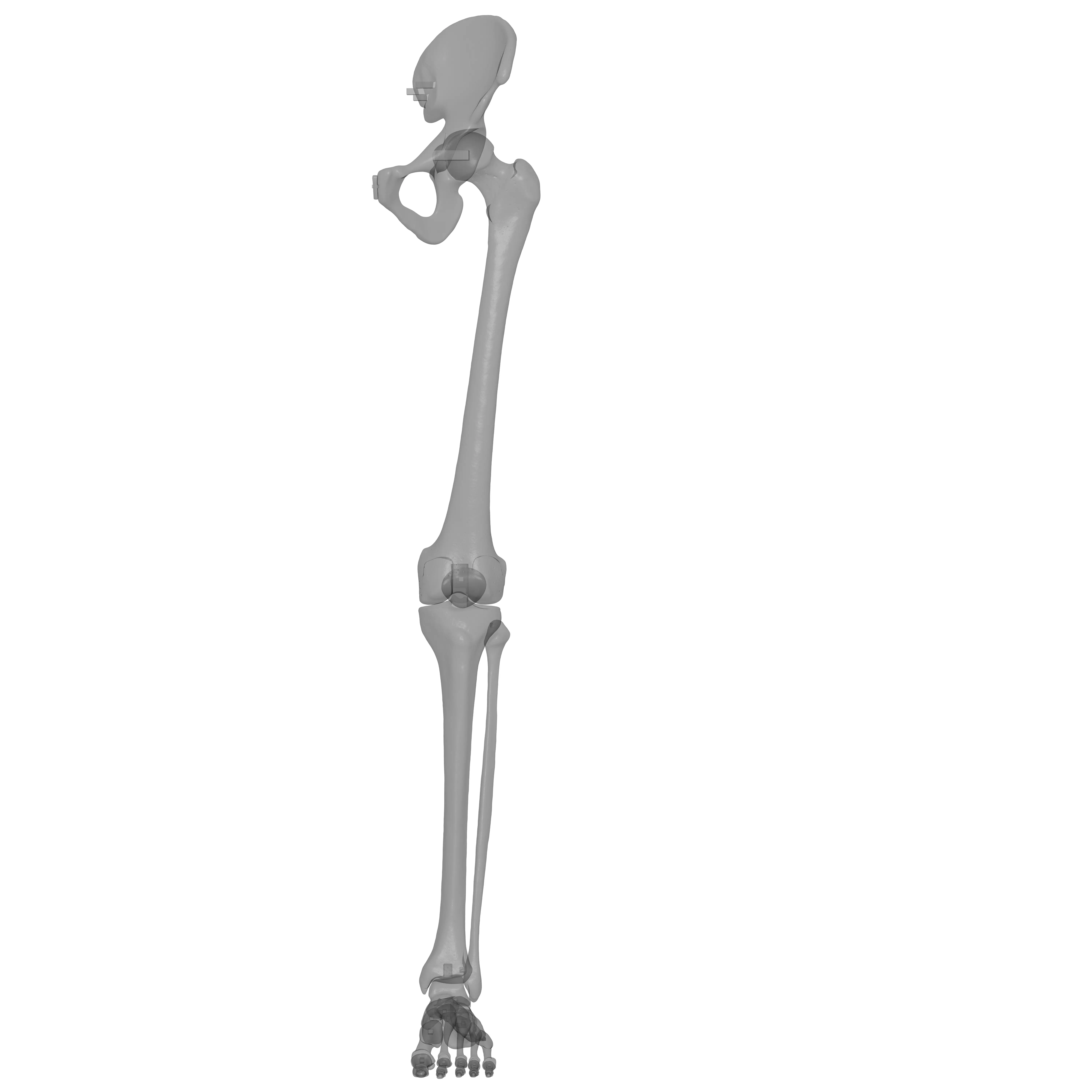 Human Lt Leg and Foot Bones 3D print model_19