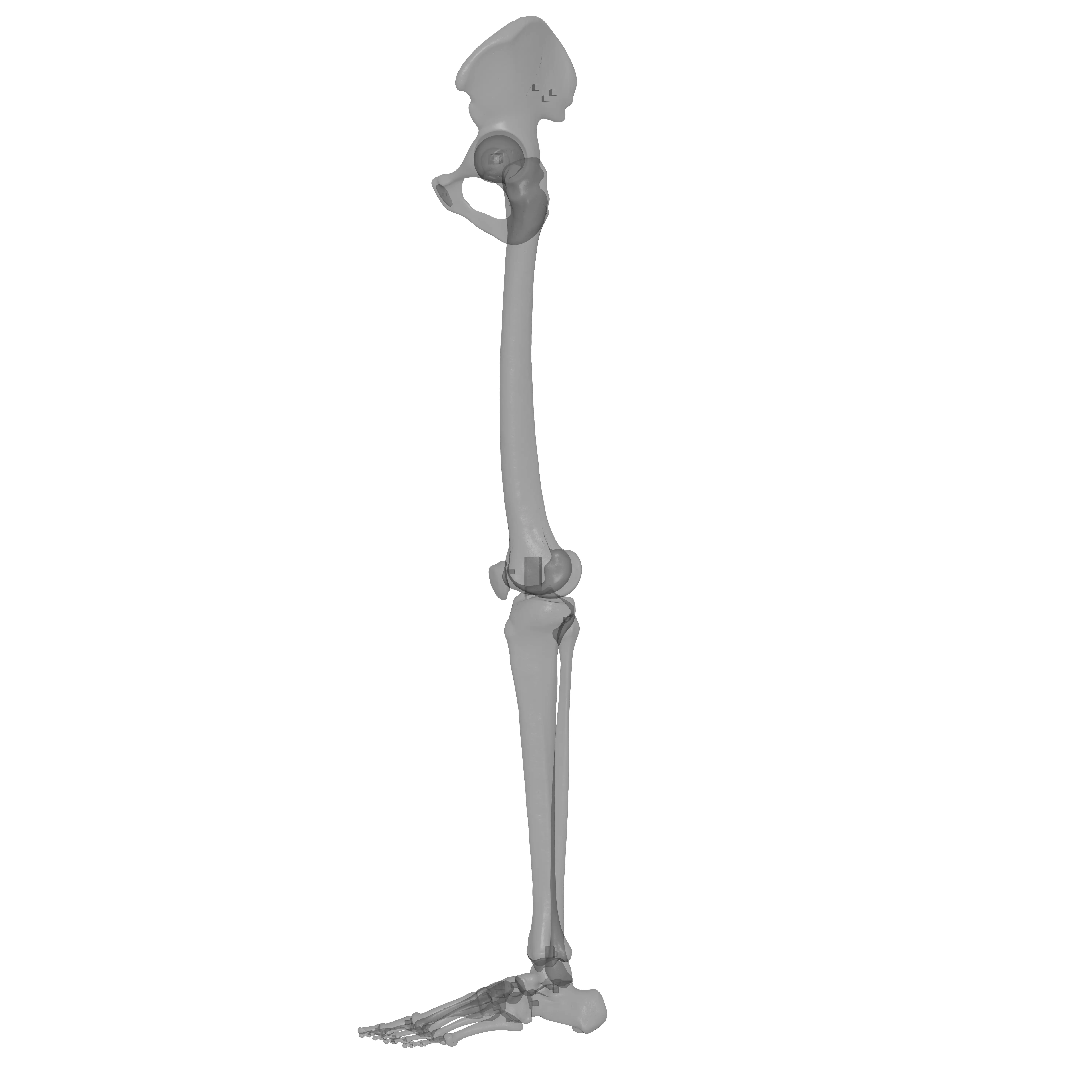 Human Lt Leg and Foot Bones 3D print model_24