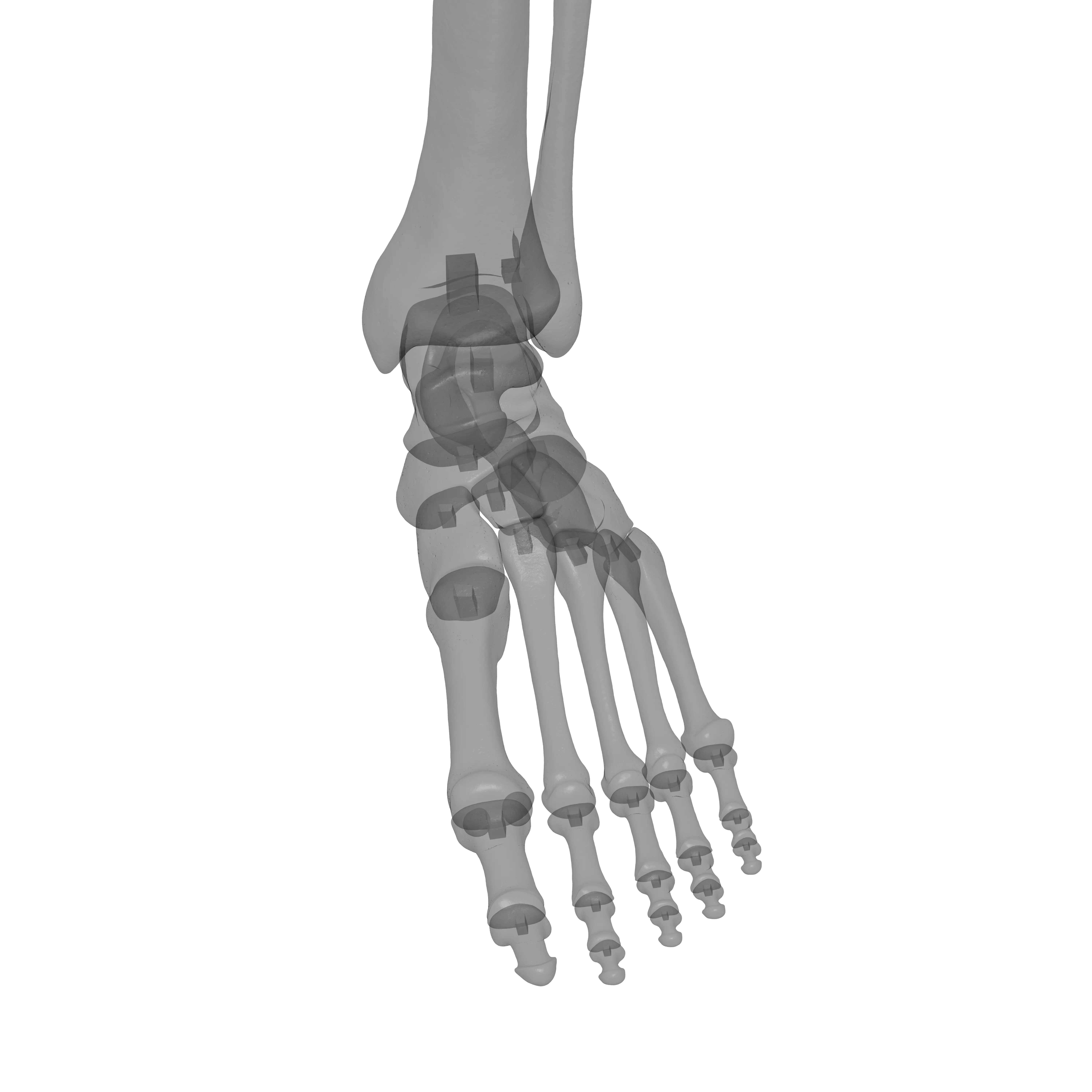 Human Lt Leg and Foot Bones 3D print model_31