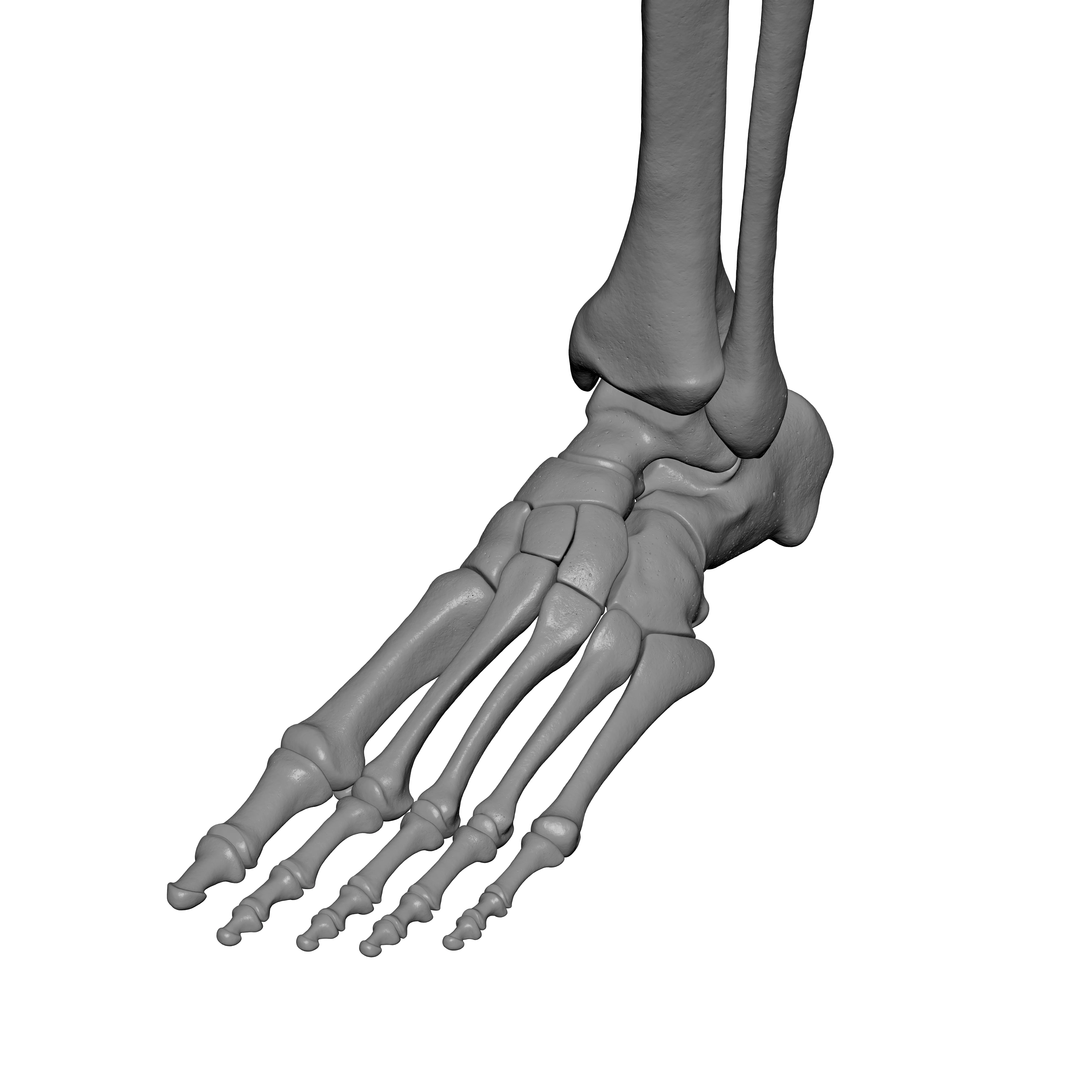 Human Lt Leg and Foot Bones 3D print model_16