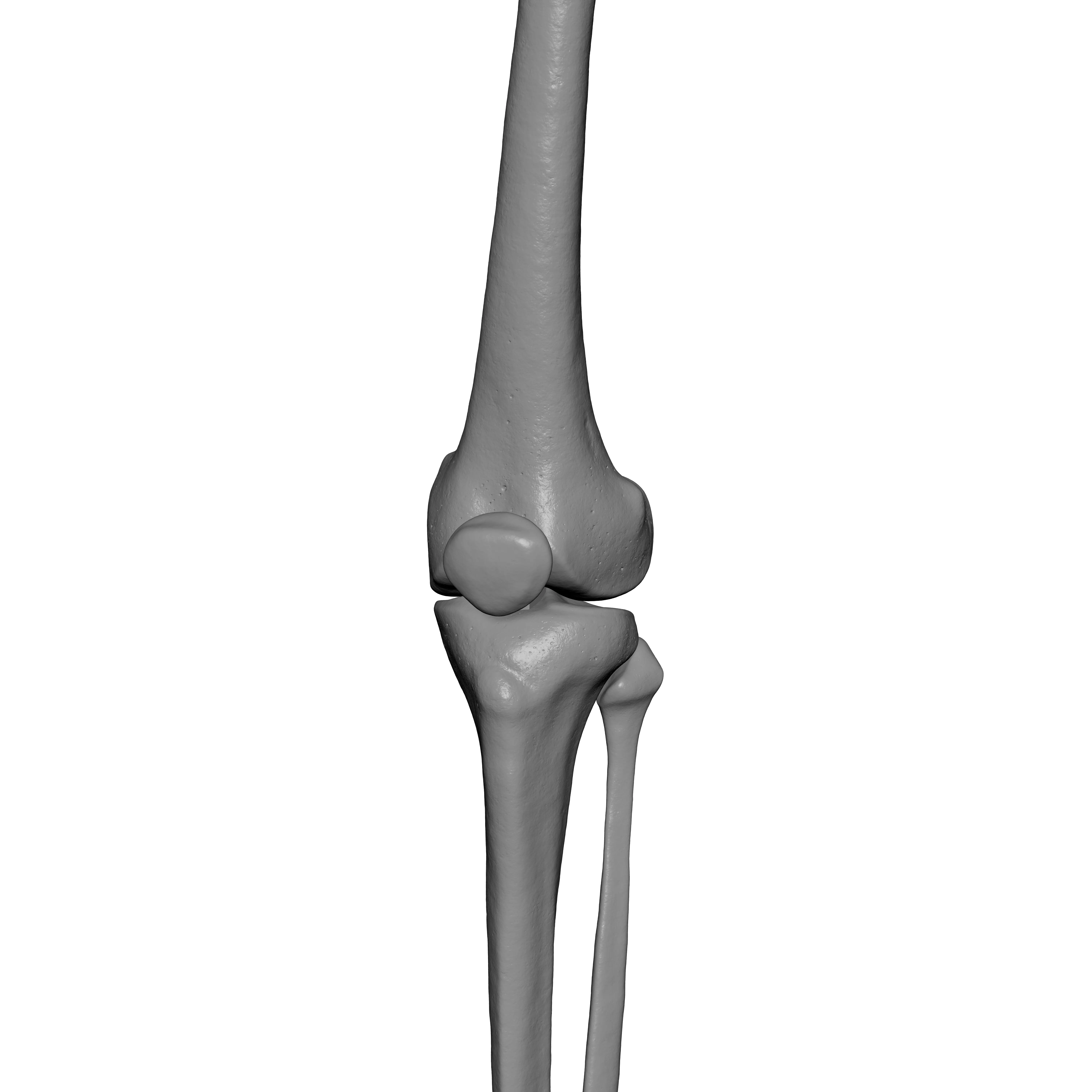 Human Lt Leg and Foot Bones 3D print model_11