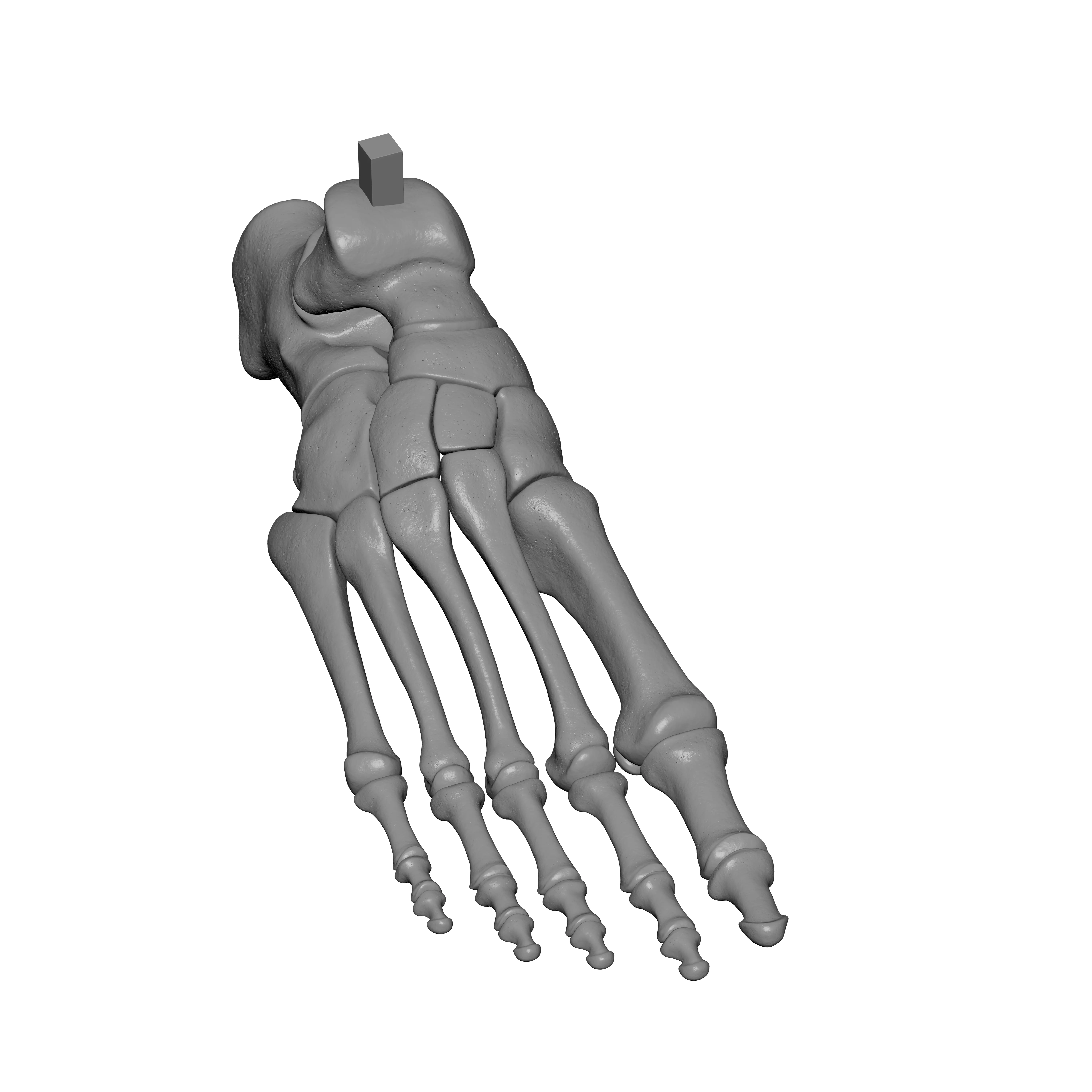 Human Rt Foot Bones 3D print model_1
