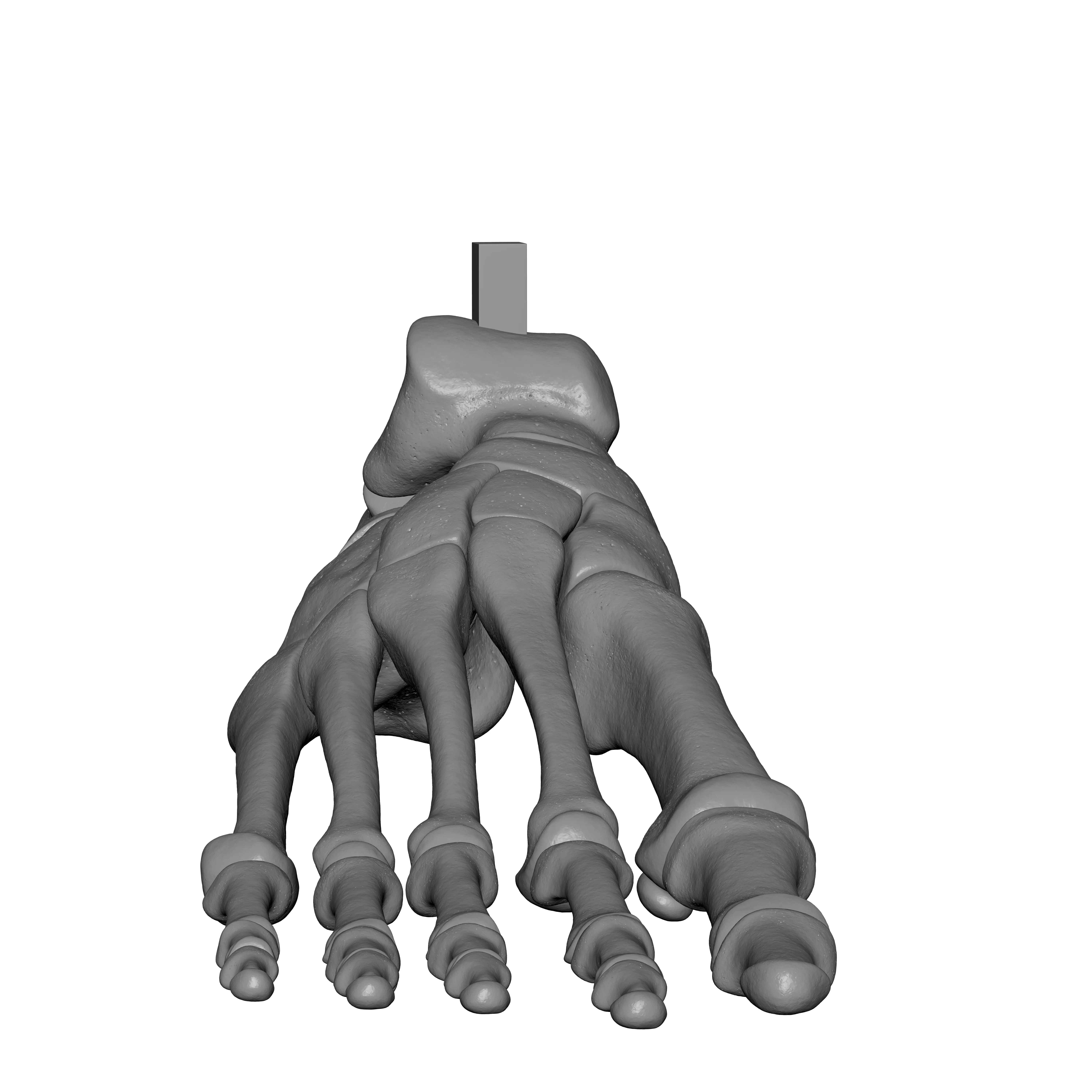 Human Rt Foot Bones 3D print model_11