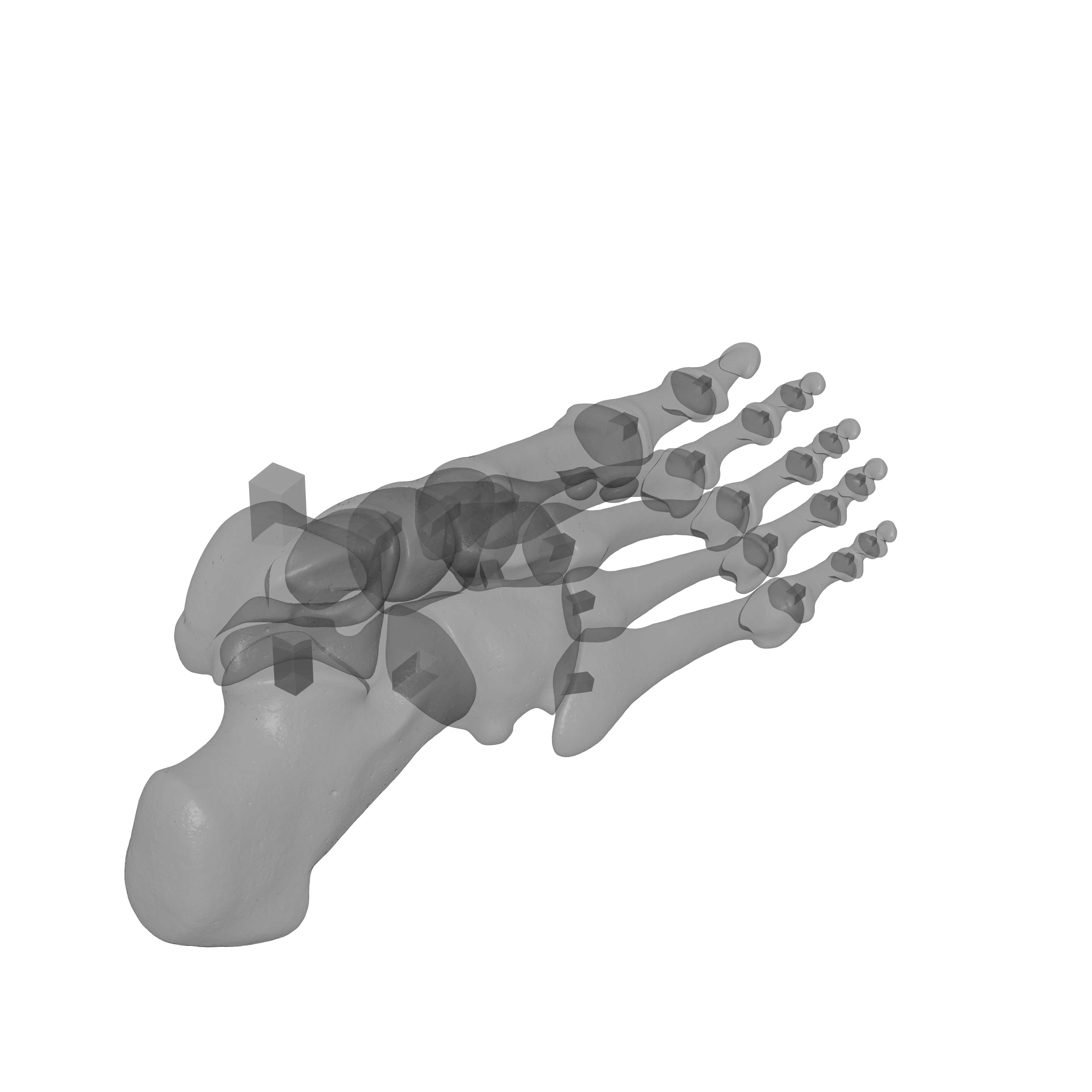 Human Rt Foot Bones 3D print model_21