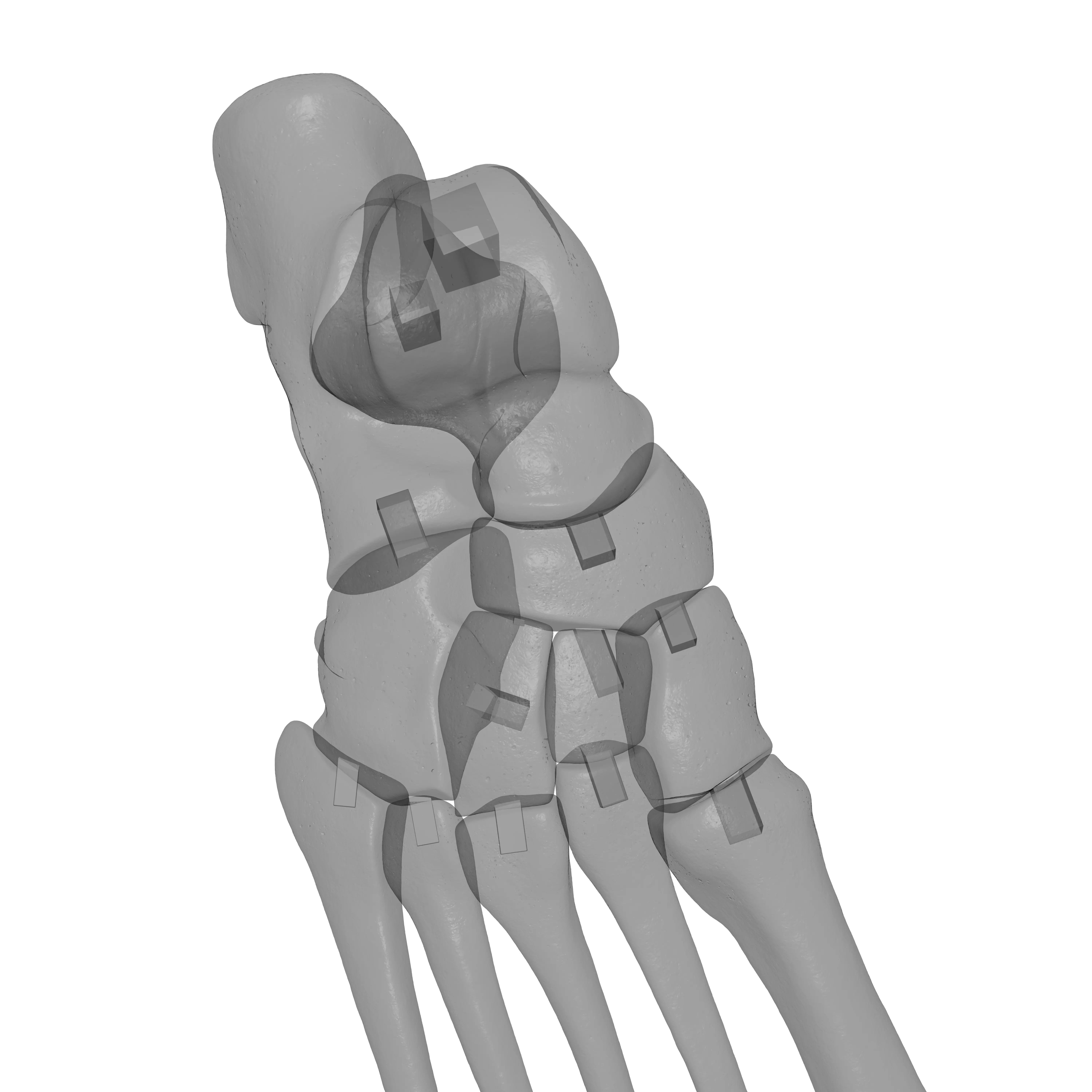 Human Rt Foot Bones 3D print model_24