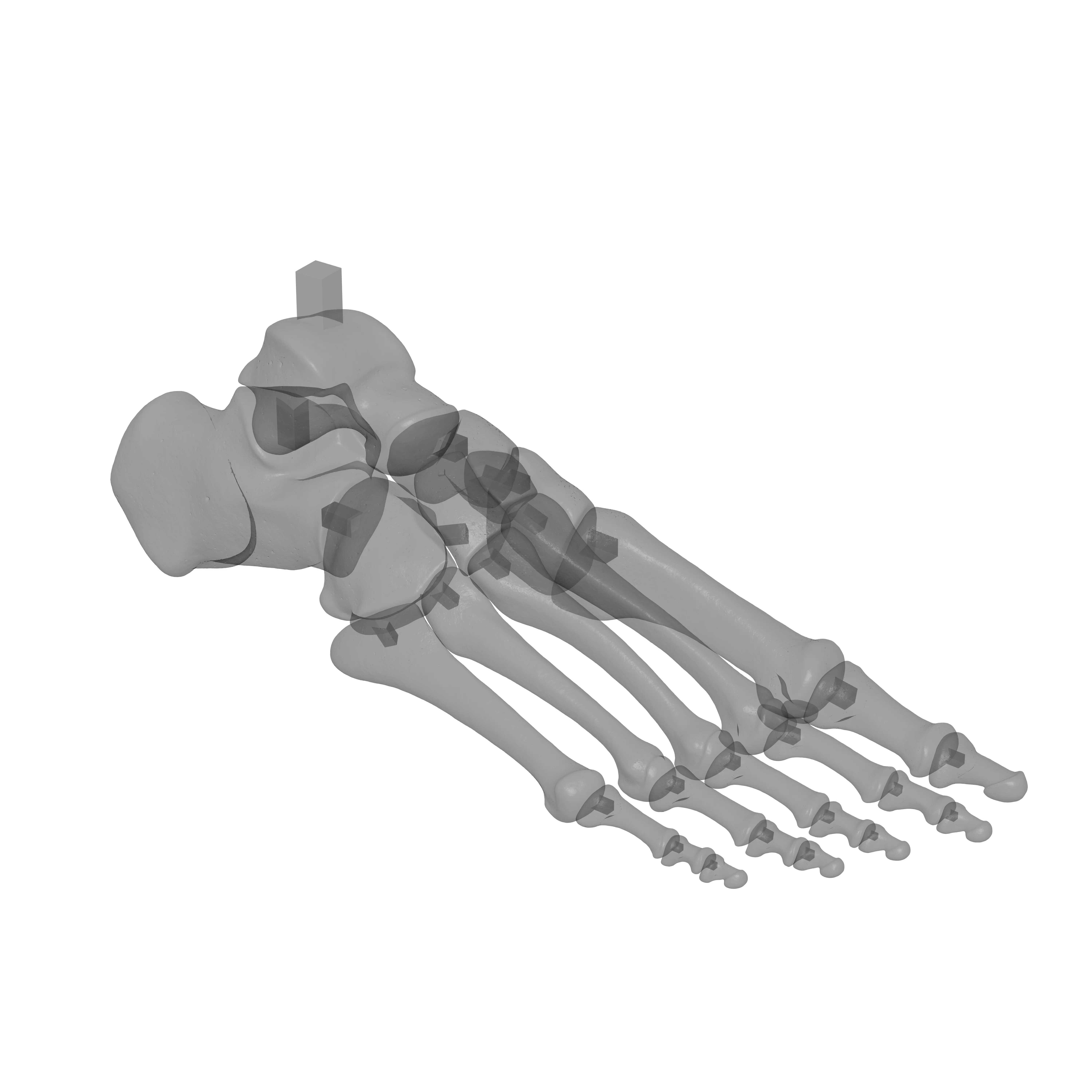 Human Rt Foot Bones 3D print model_16