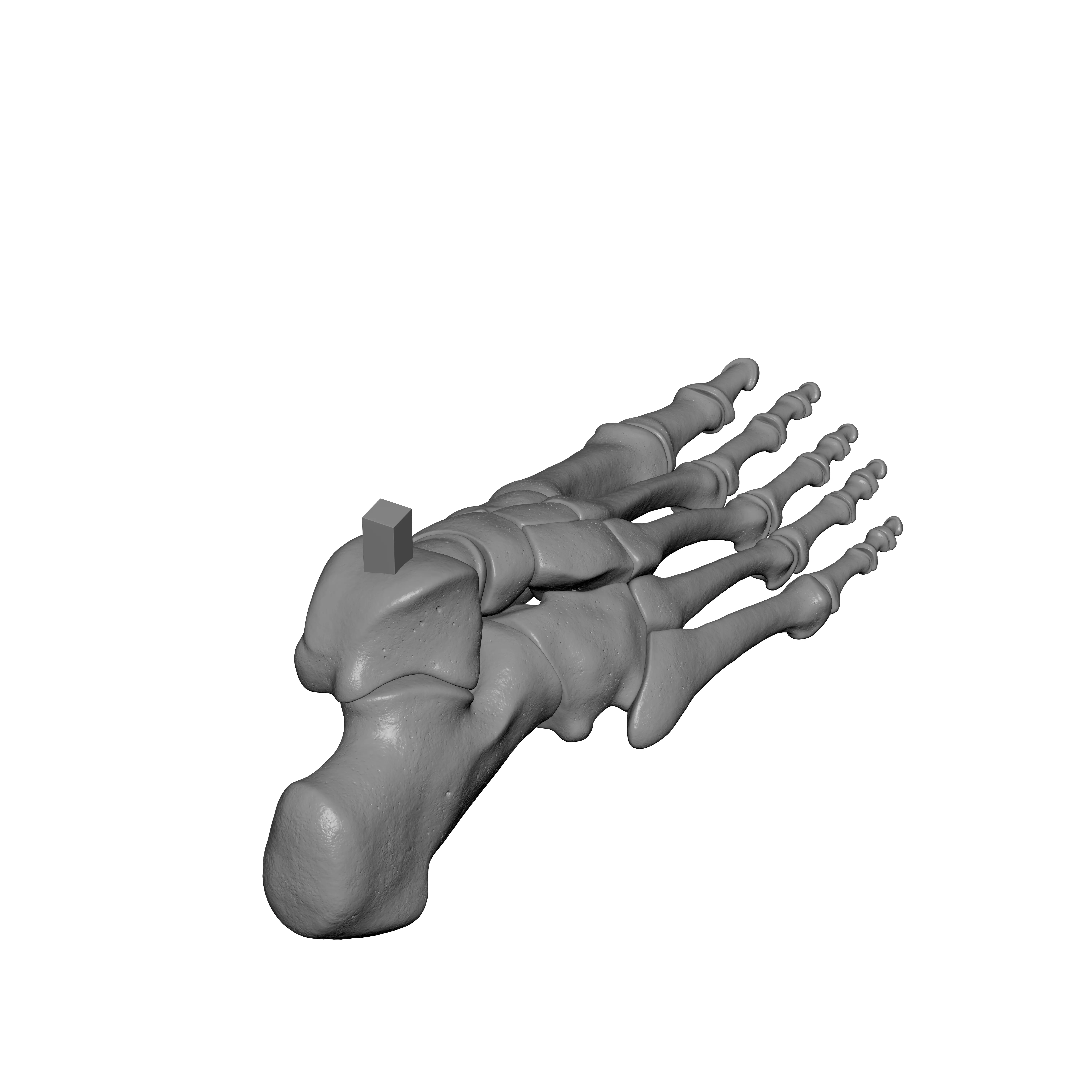 Human Rt Foot Bones 3D print model_3