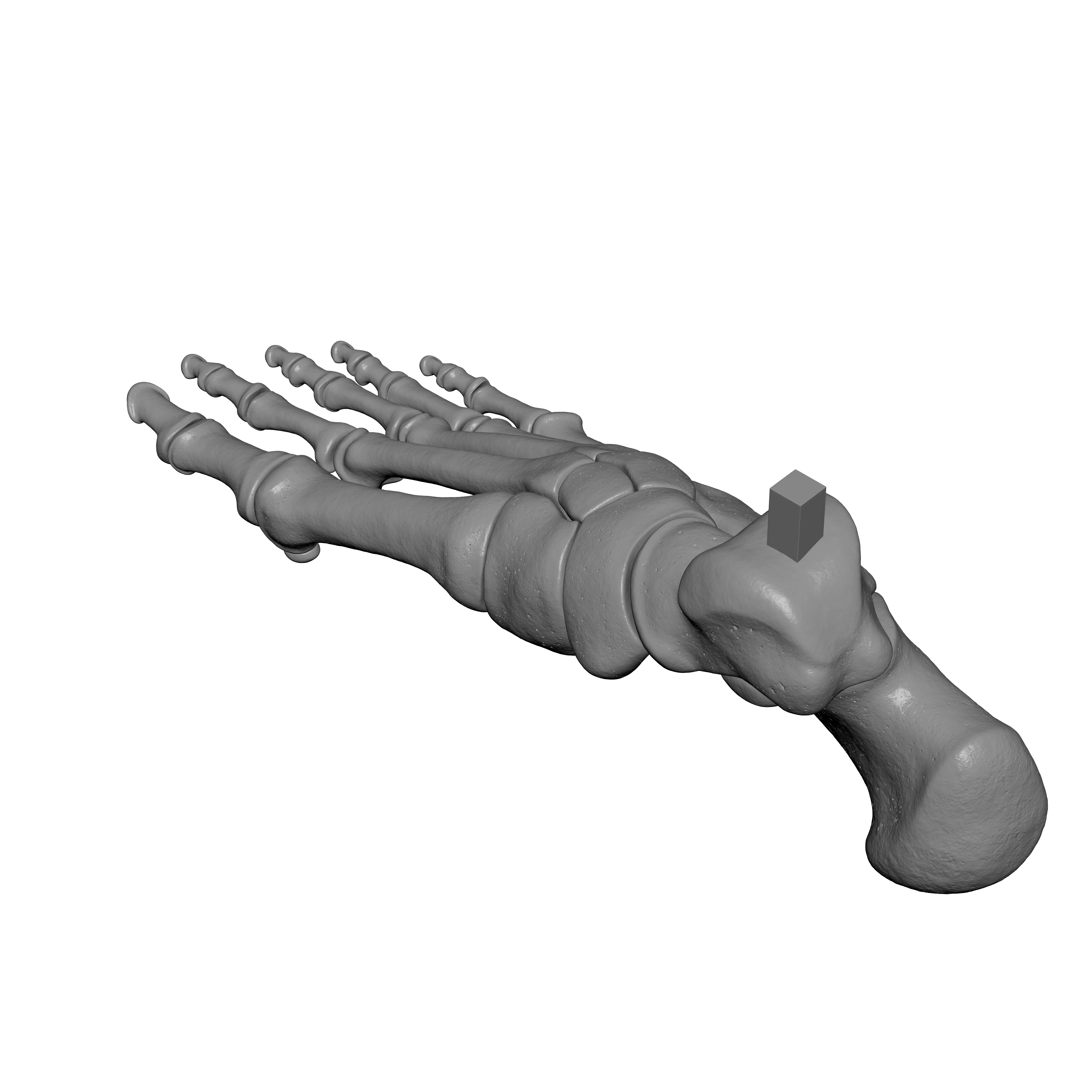 Human Rt Foot Bones 3D print model_8