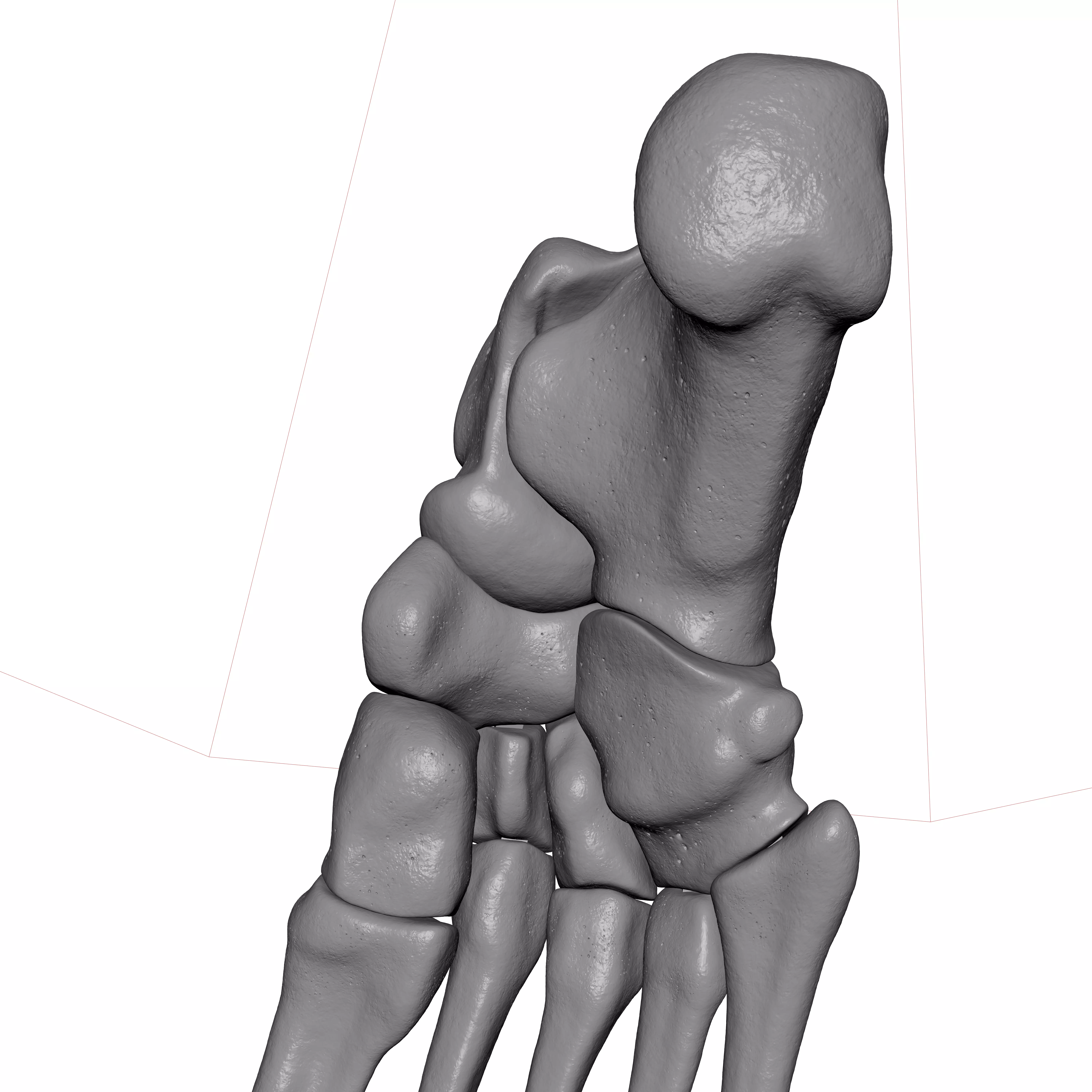 Human Rt Foot Bones 3D print model_9