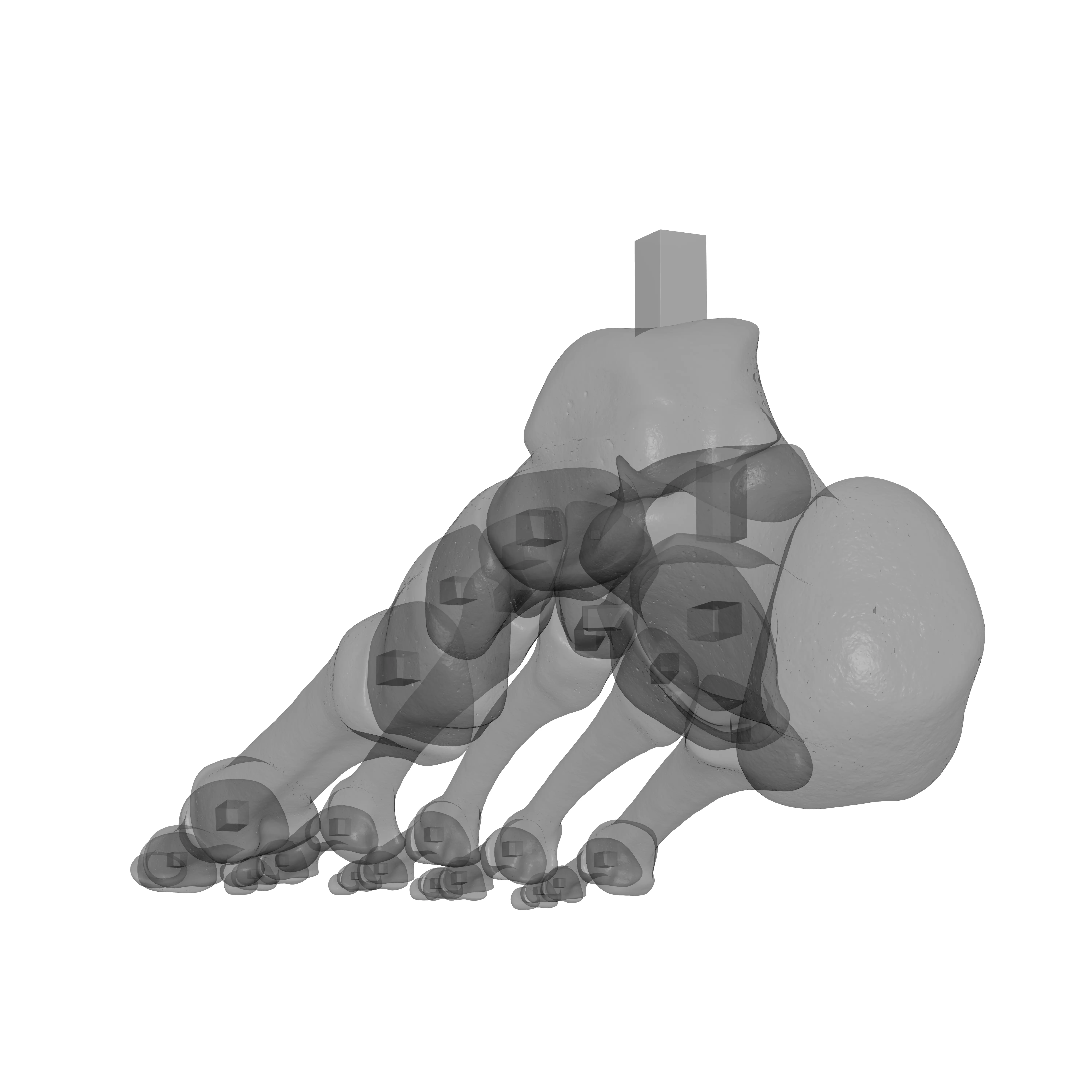 Human Rt Foot Bones 3D print model_14