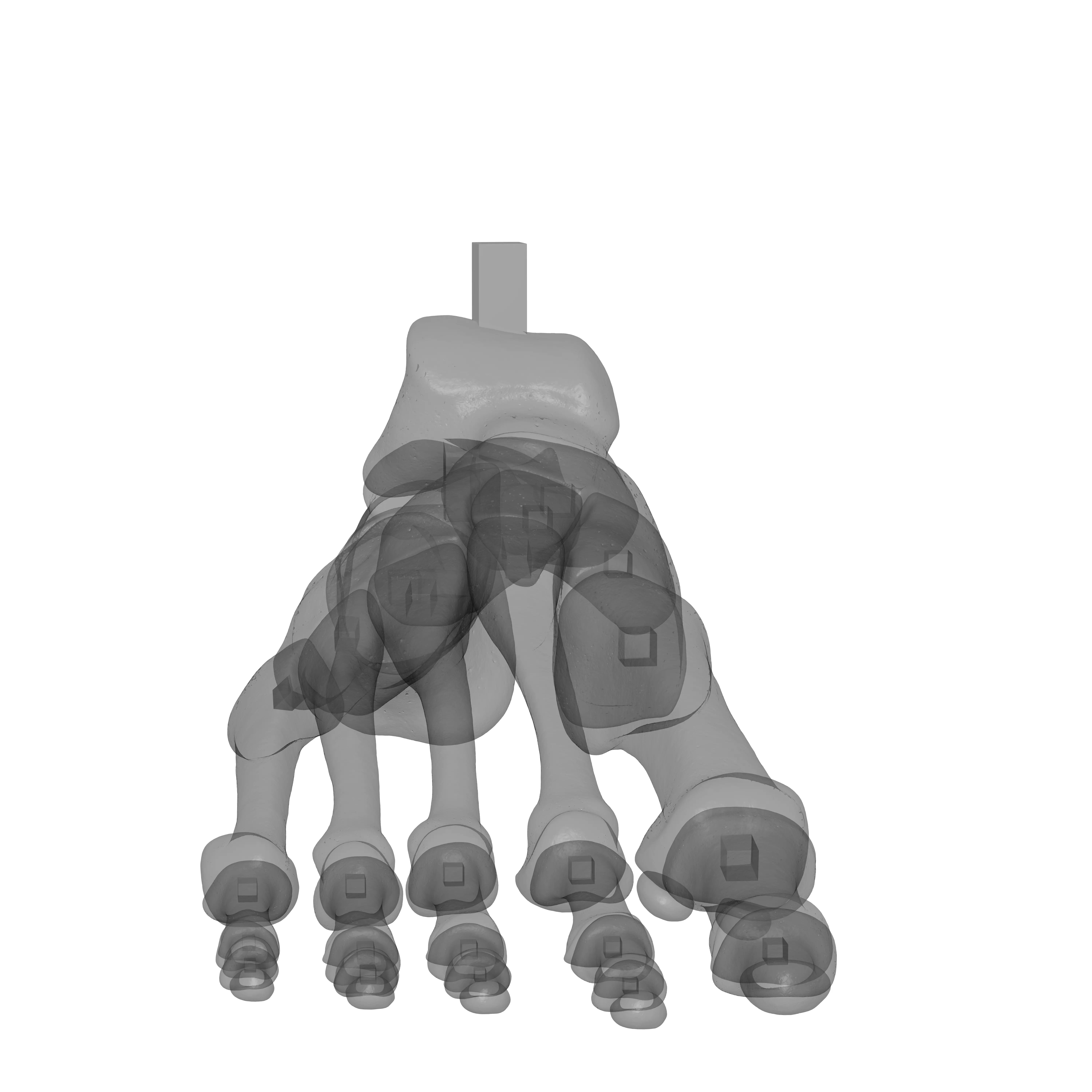 Human Rt Foot Bones 3D print model_25
