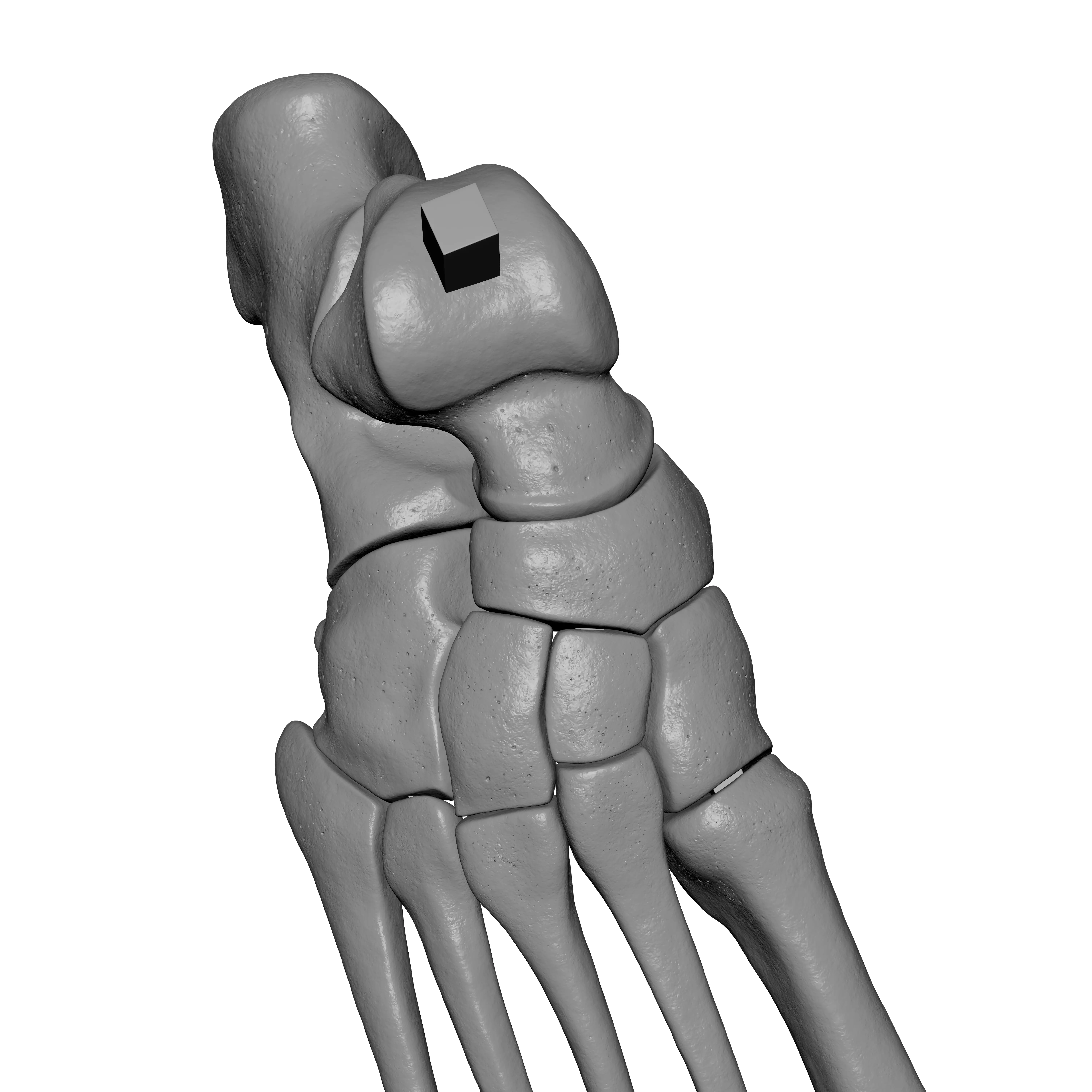 Human Rt Foot Bones 3D print model_10