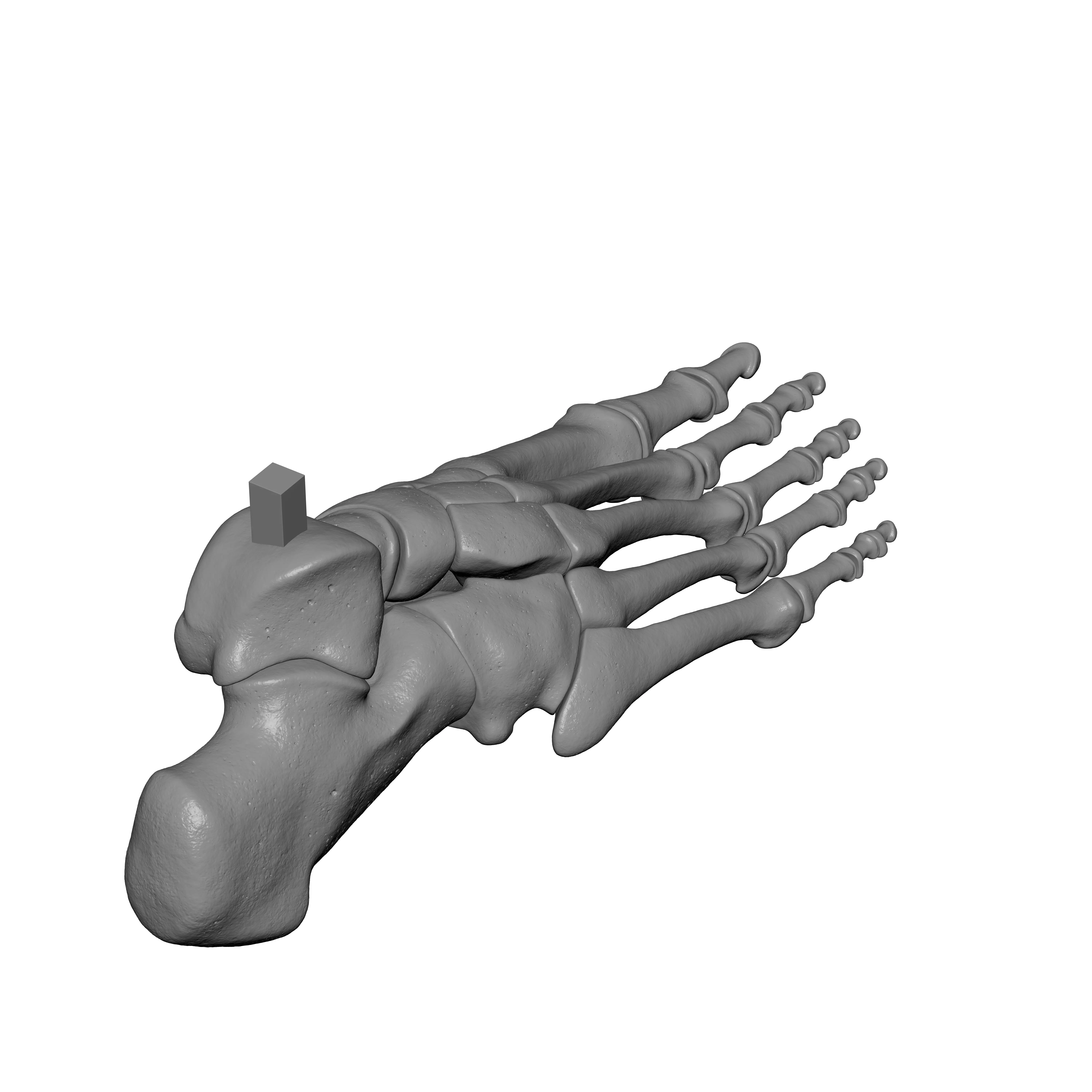 Human Rt Foot Bones 3D print model_7