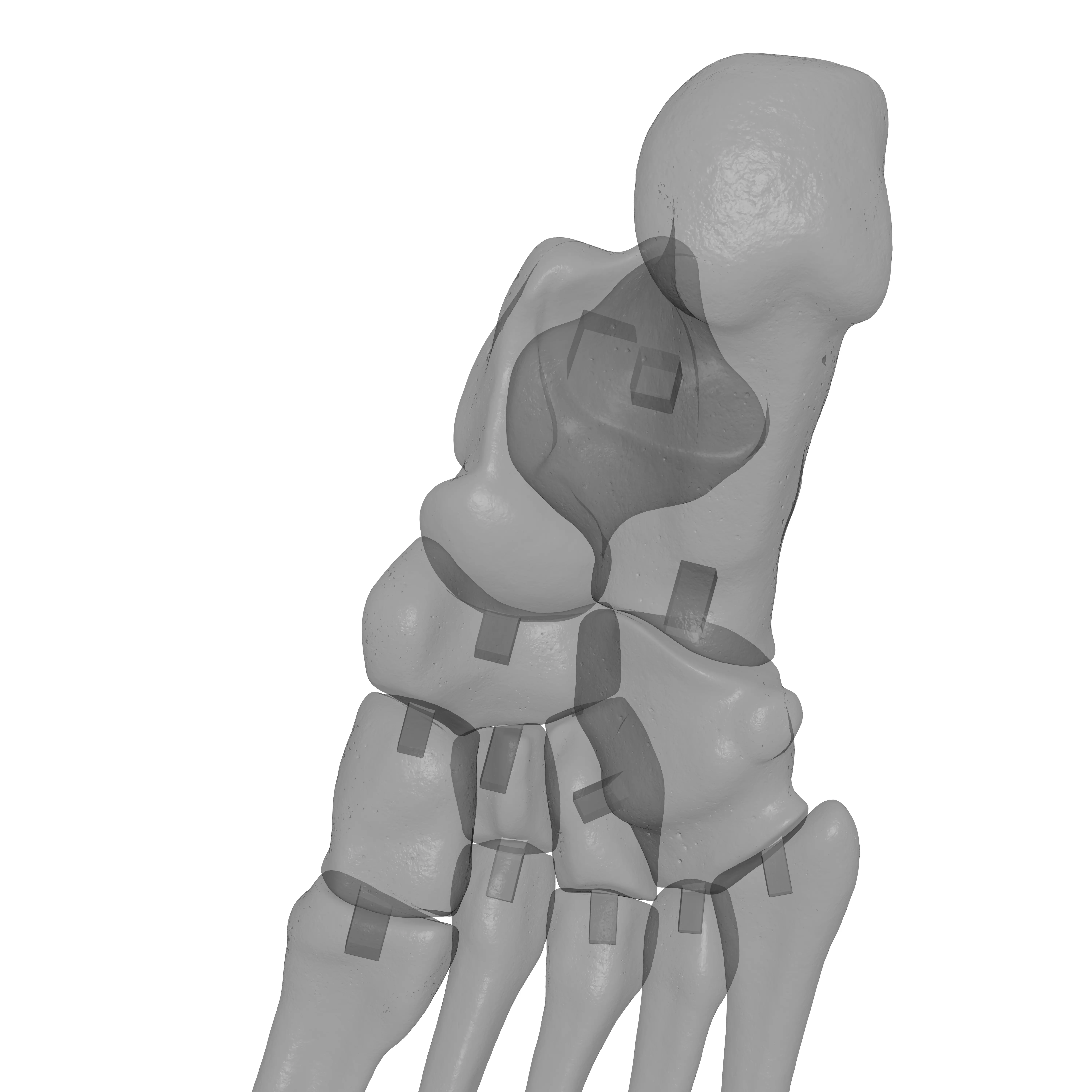 Human Rt Foot Bones 3D print model_23