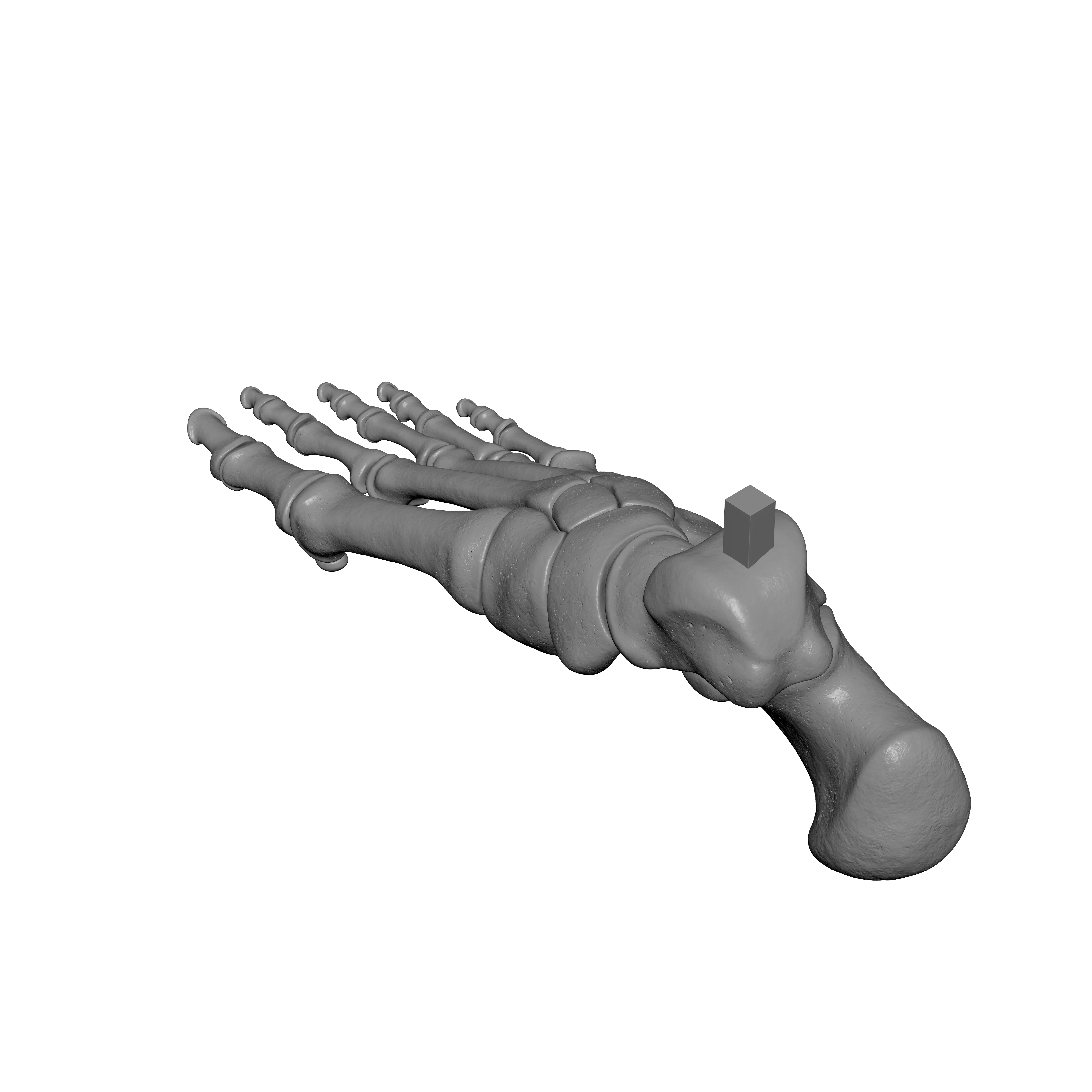 Human Rt Foot Bones 3D print model_4