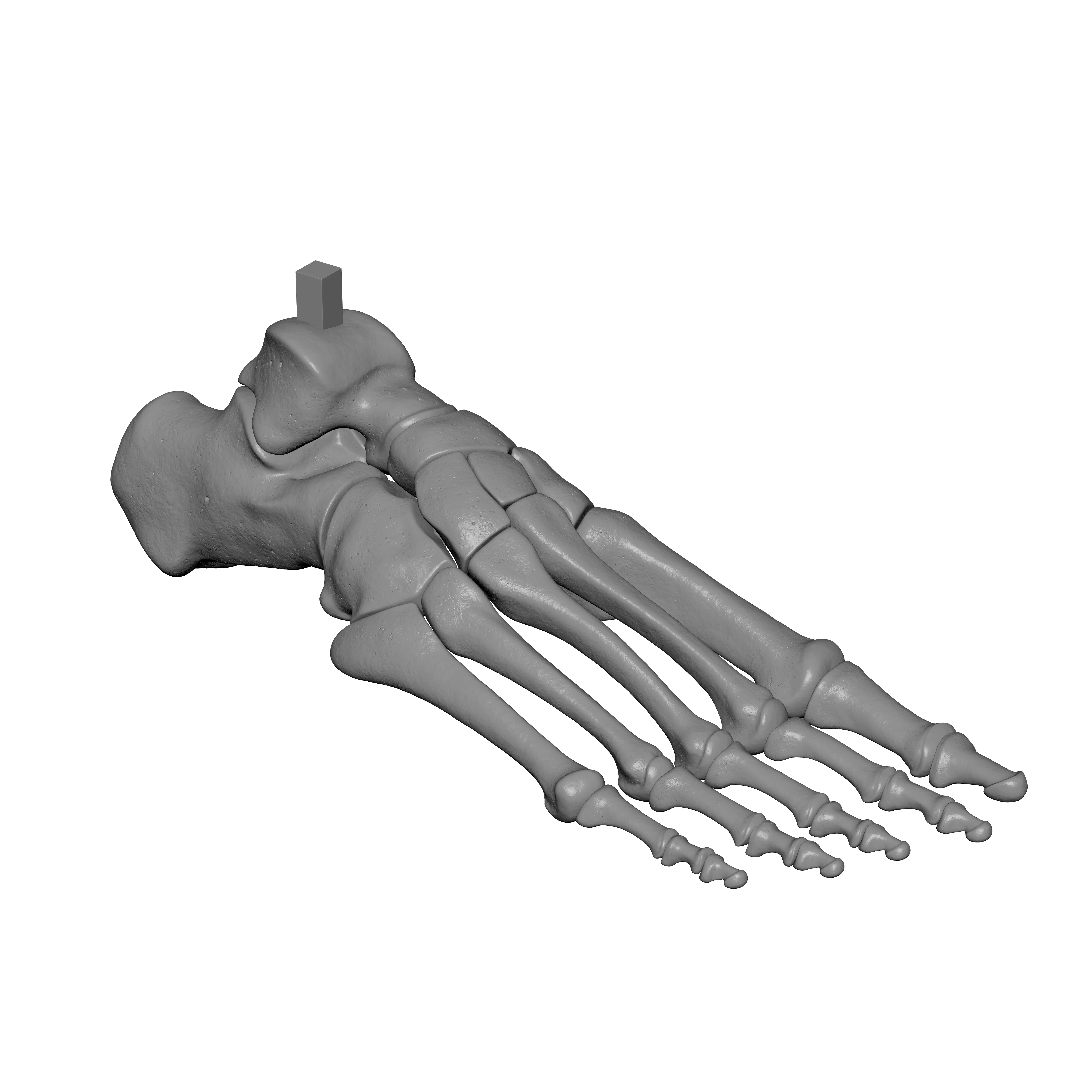 Human Rt Foot Bones 3D print model_2