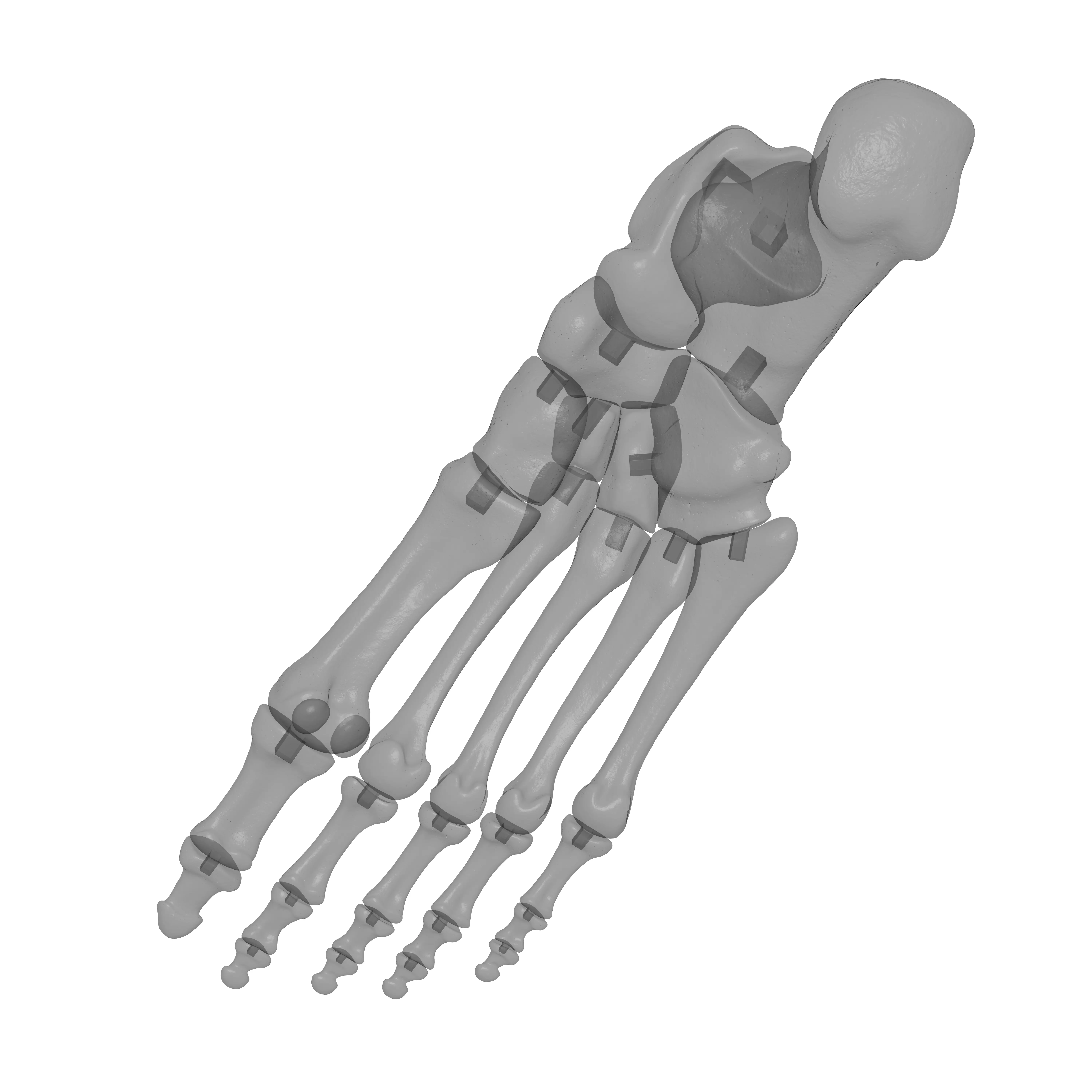 Human Rt Foot Bones 3D print model_19