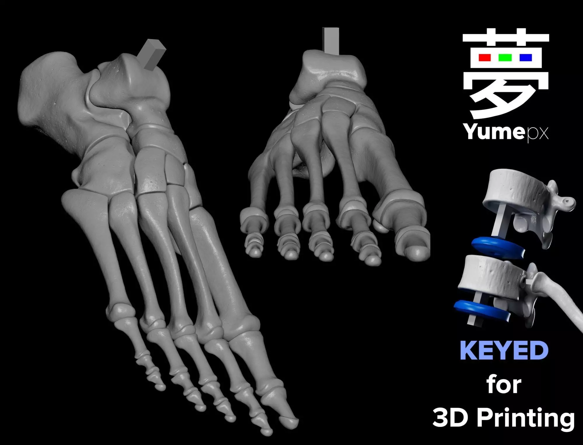 Human Rt Foot Bones 3D print model_0