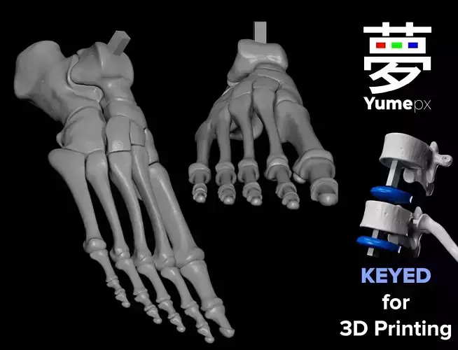 Human Rt Foot Bones 3D print model Human Rt Foot Bones 3D print model