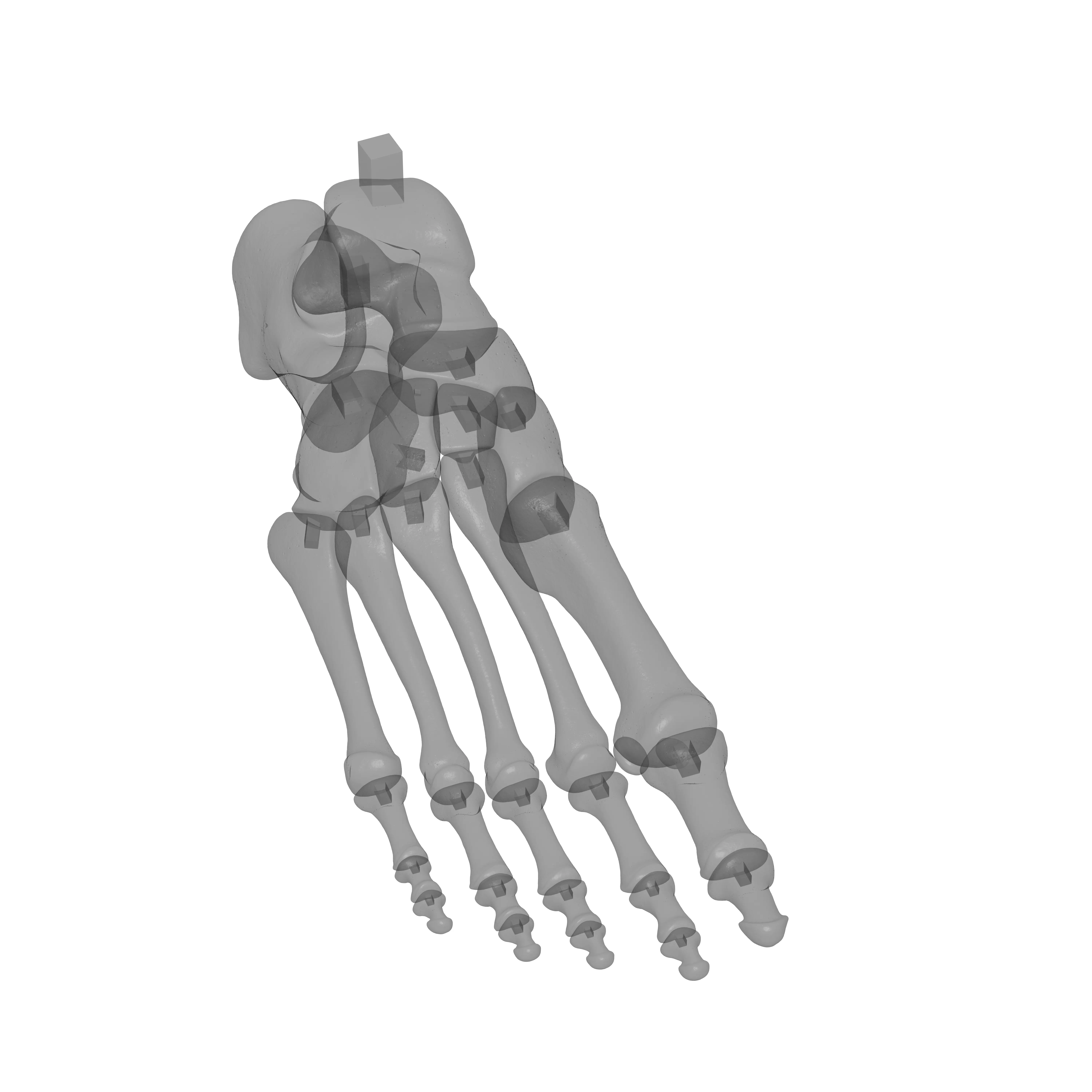 Human Rt Foot Bones 3D print model_15