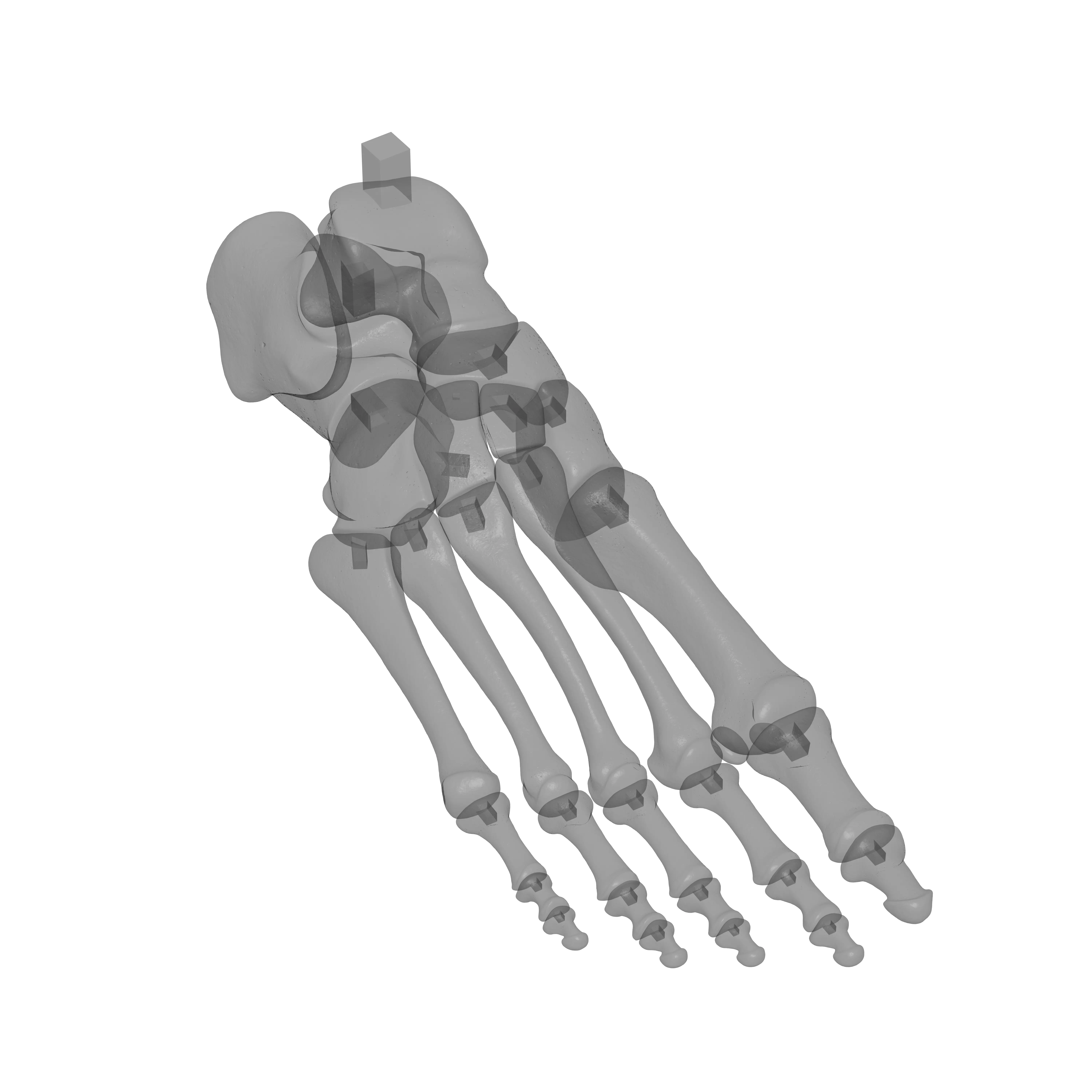 Human Rt Foot Bones 3D print model_20