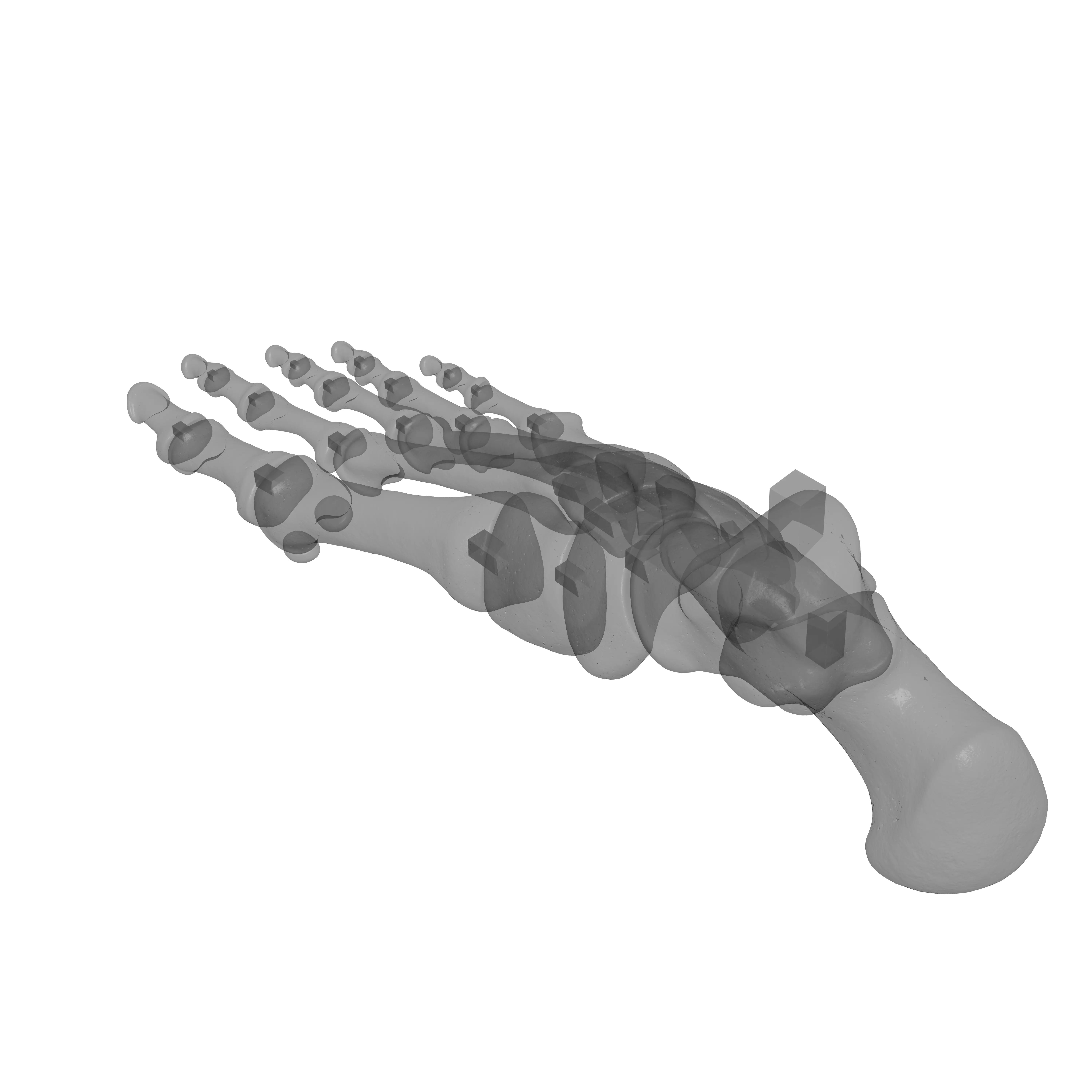 Human Rt Foot Bones 3D print model_22
