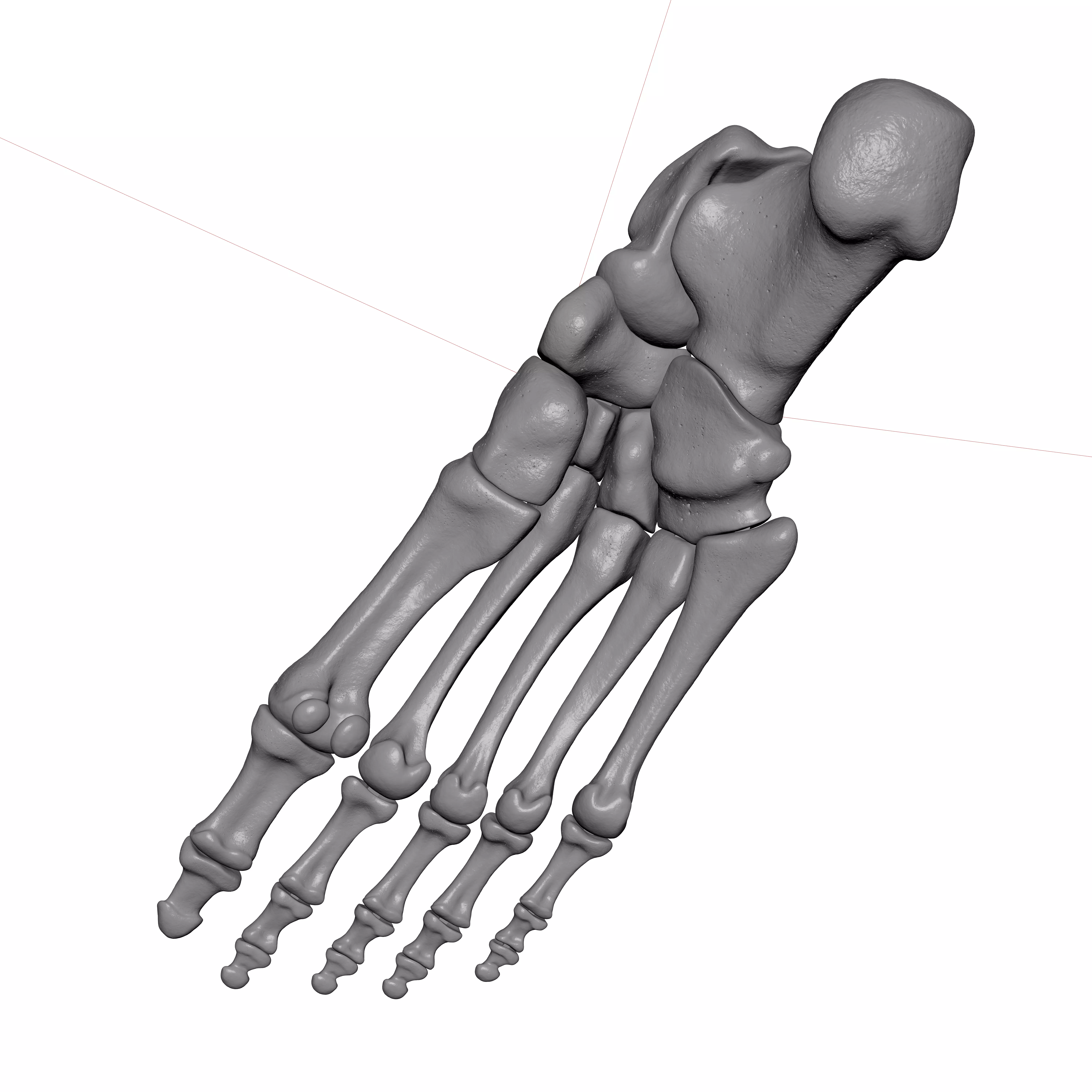 Human Rt Foot Bones 3D print model_5
