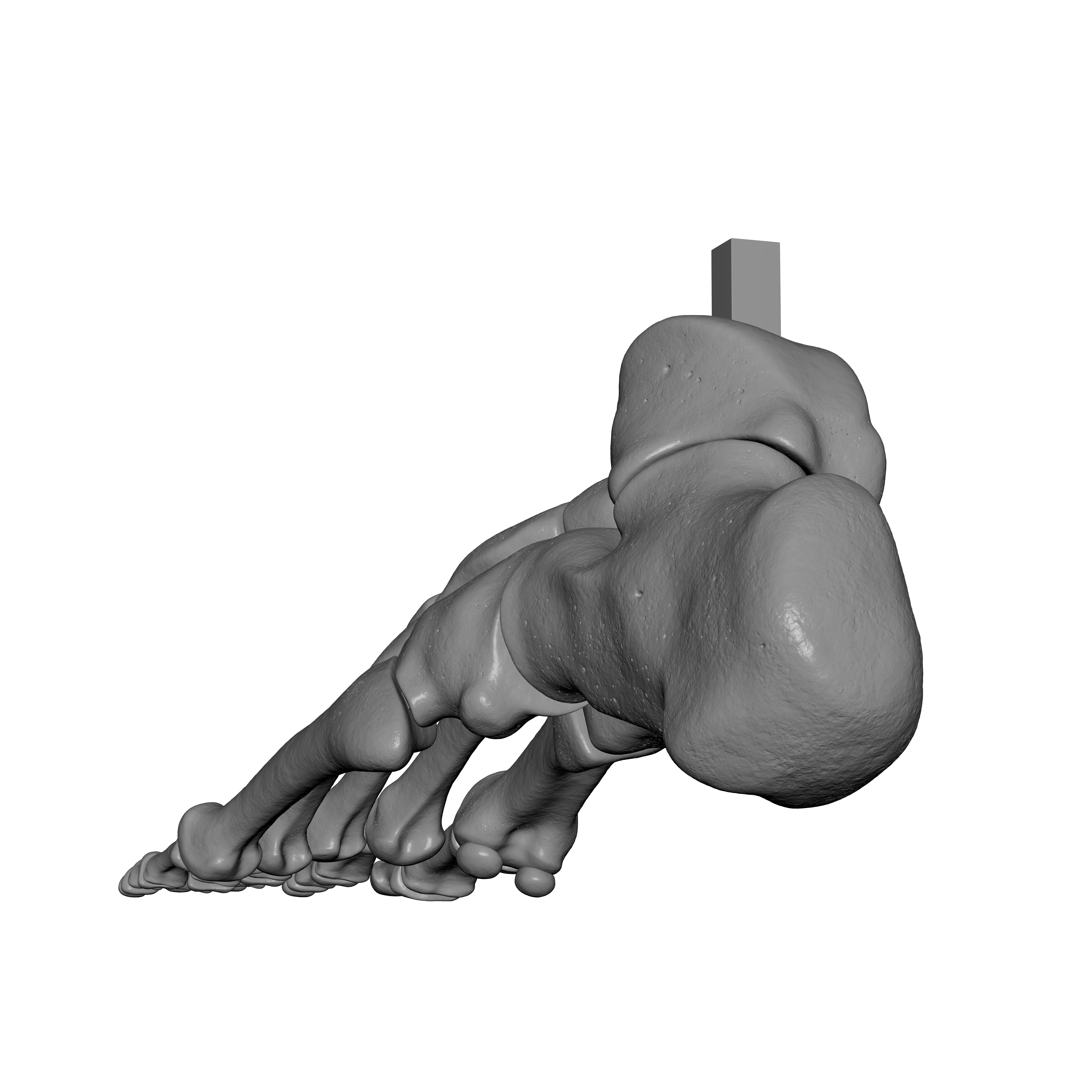 Human Lt Foot Bones 3D print model_12