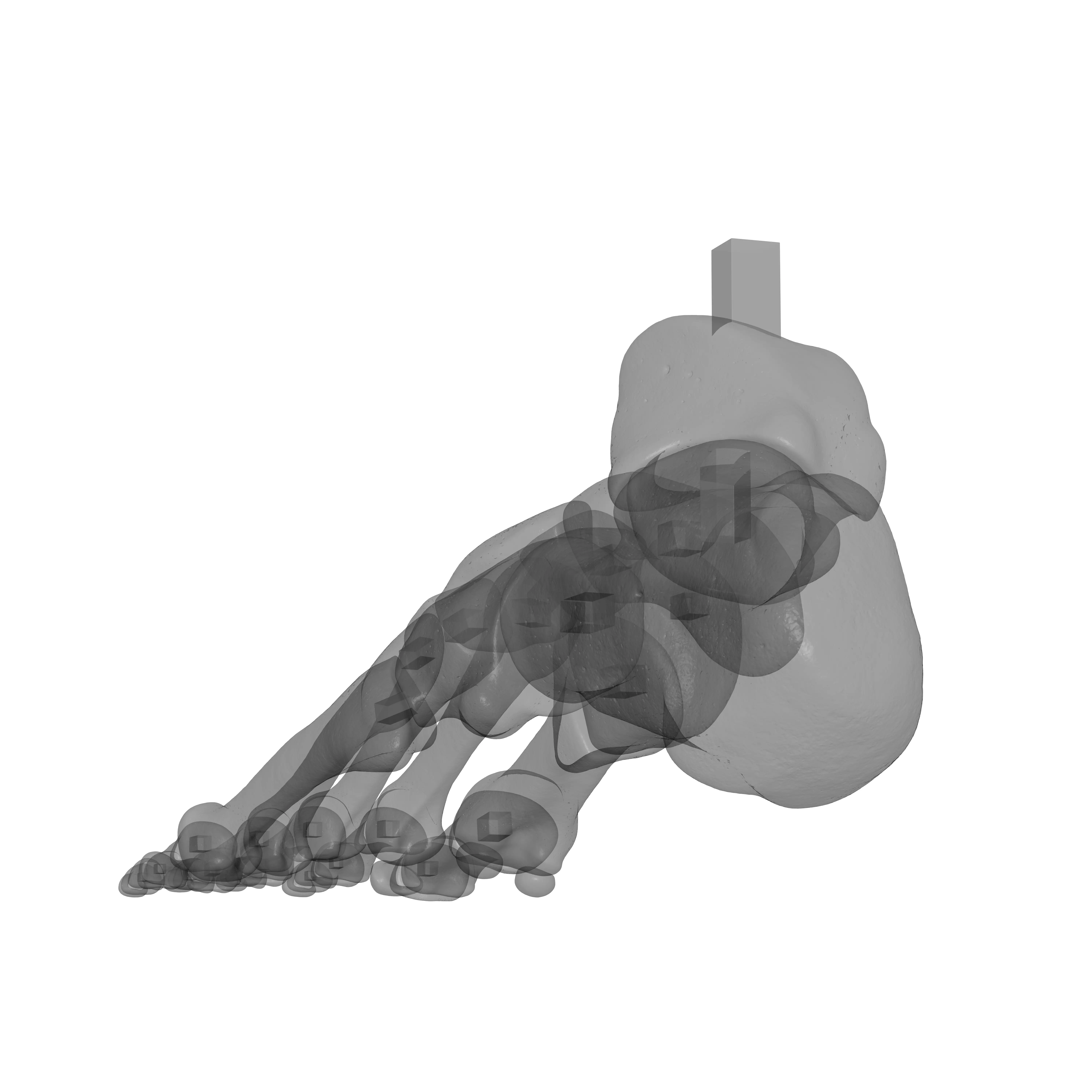 Human Lt Foot Bones 3D print model_25