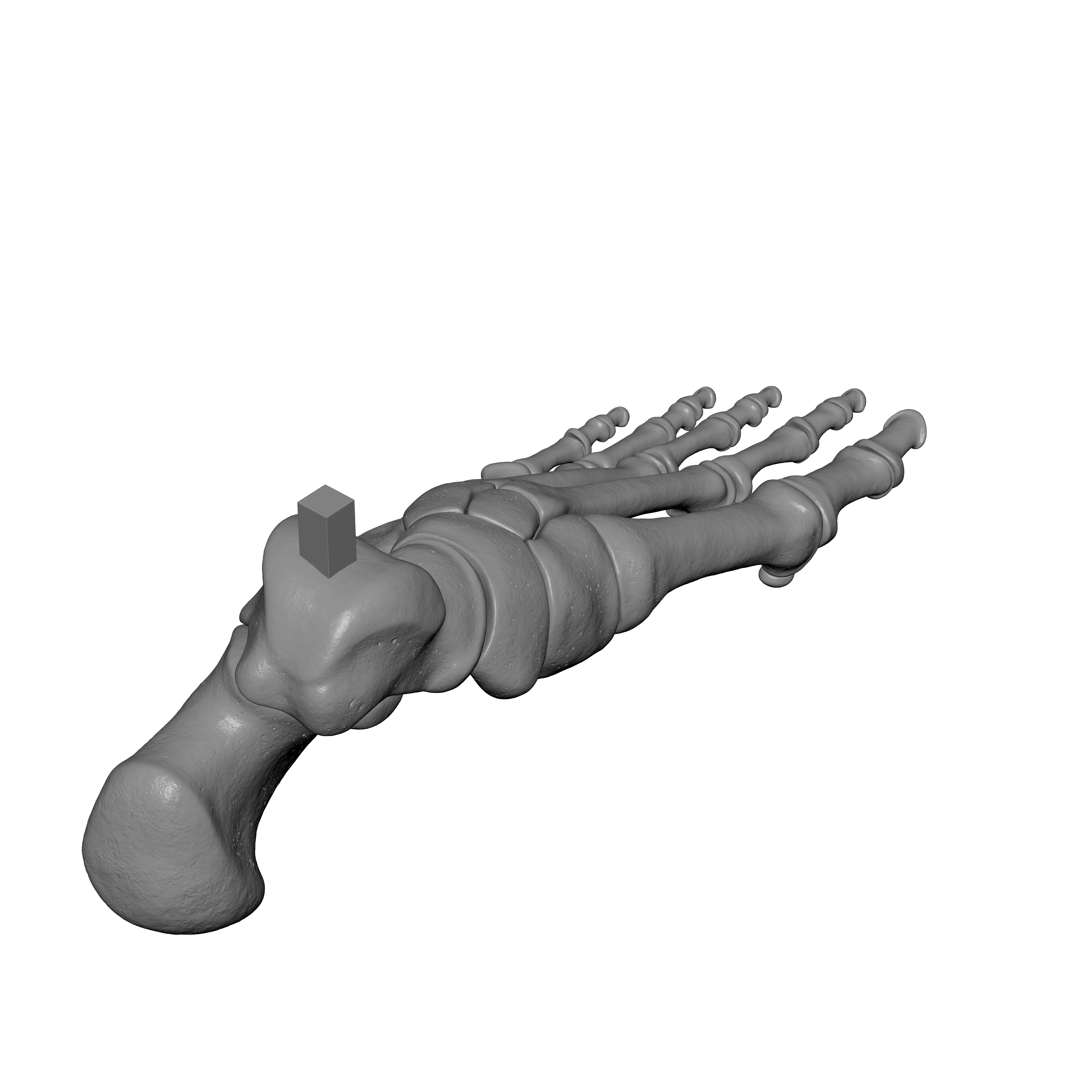 Human Lt Foot Bones 3D print model_7