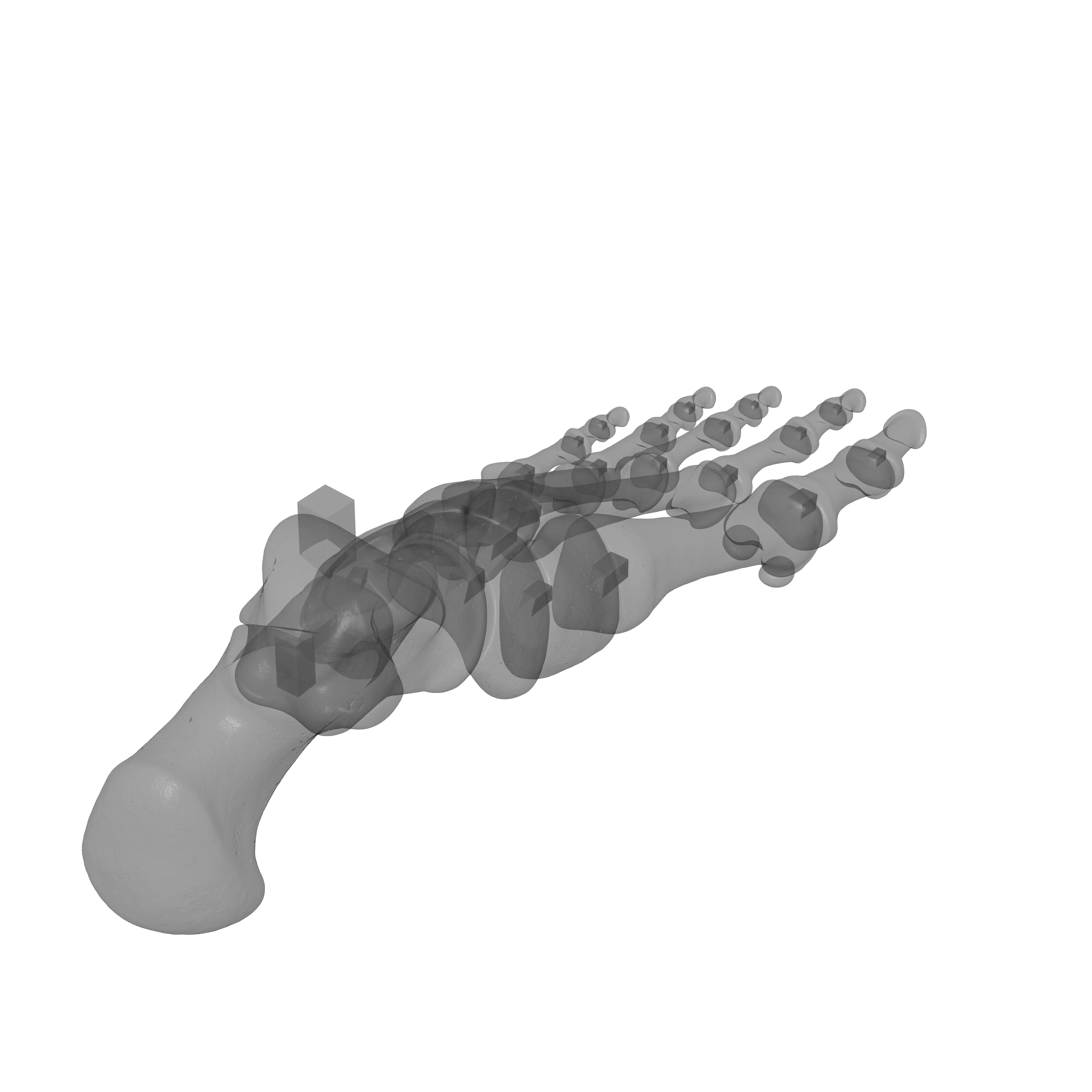Human Lt Foot Bones 3D print model_20
