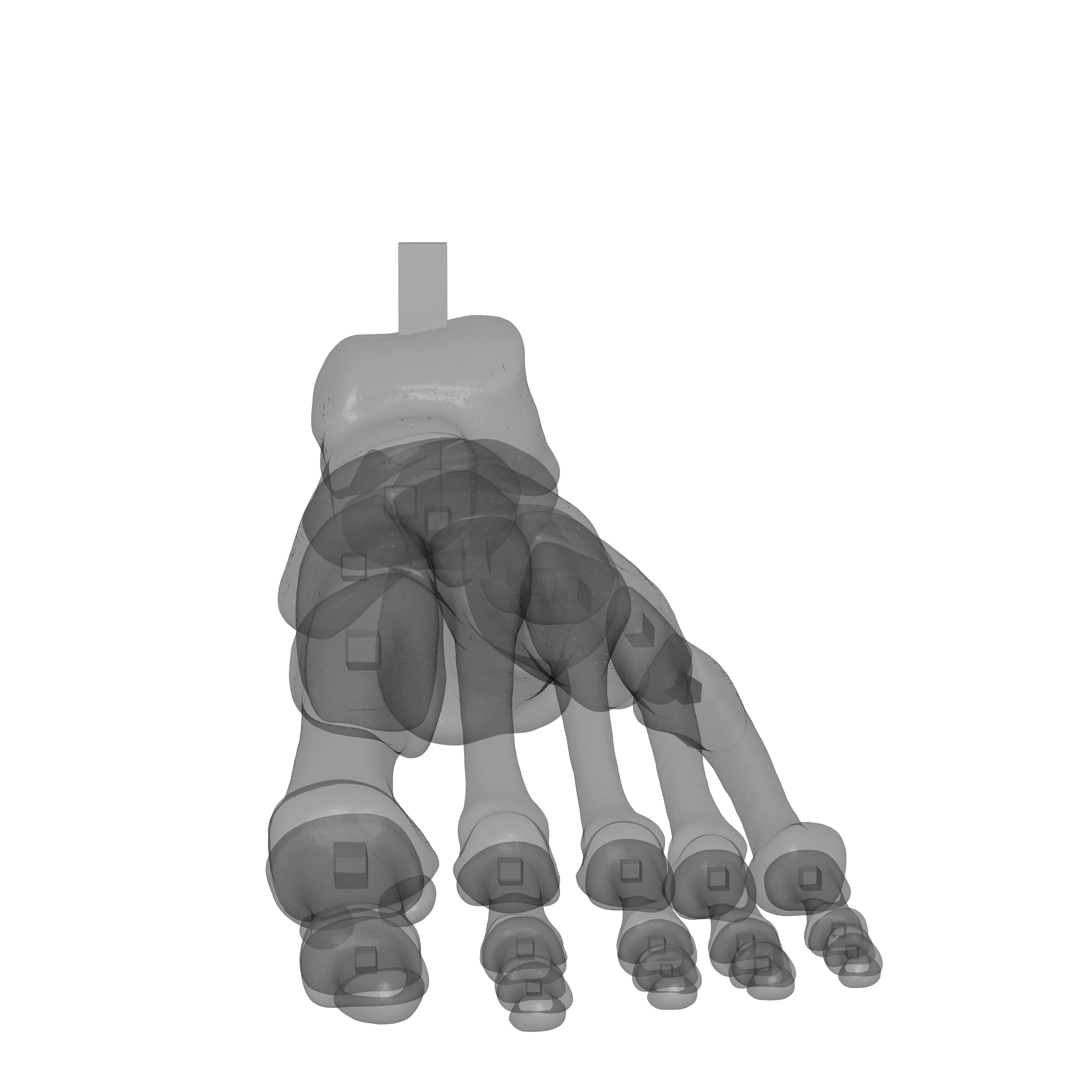 Human Lt Foot Bones 3D print model_24