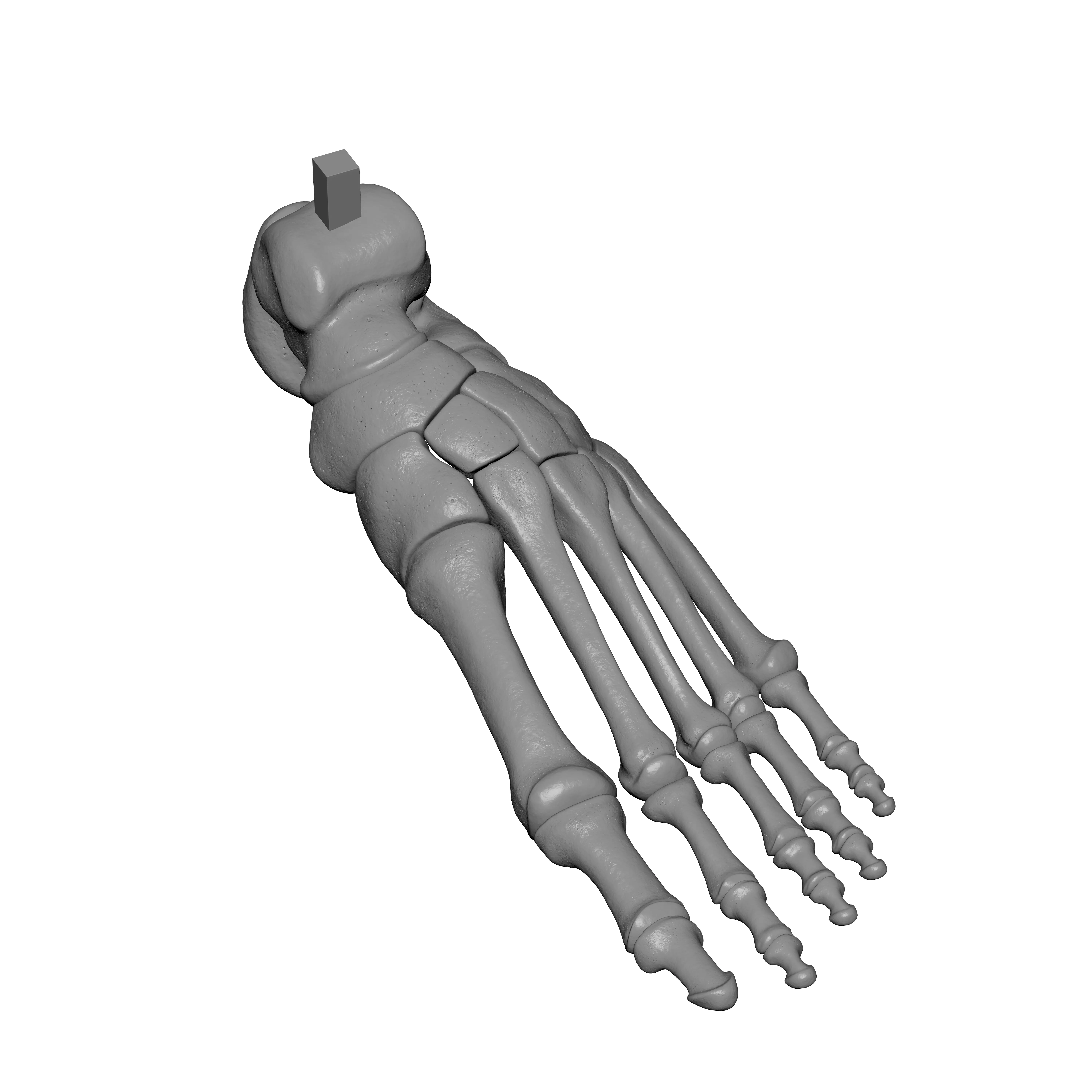 Human Lt Foot Bones 3D print model_6