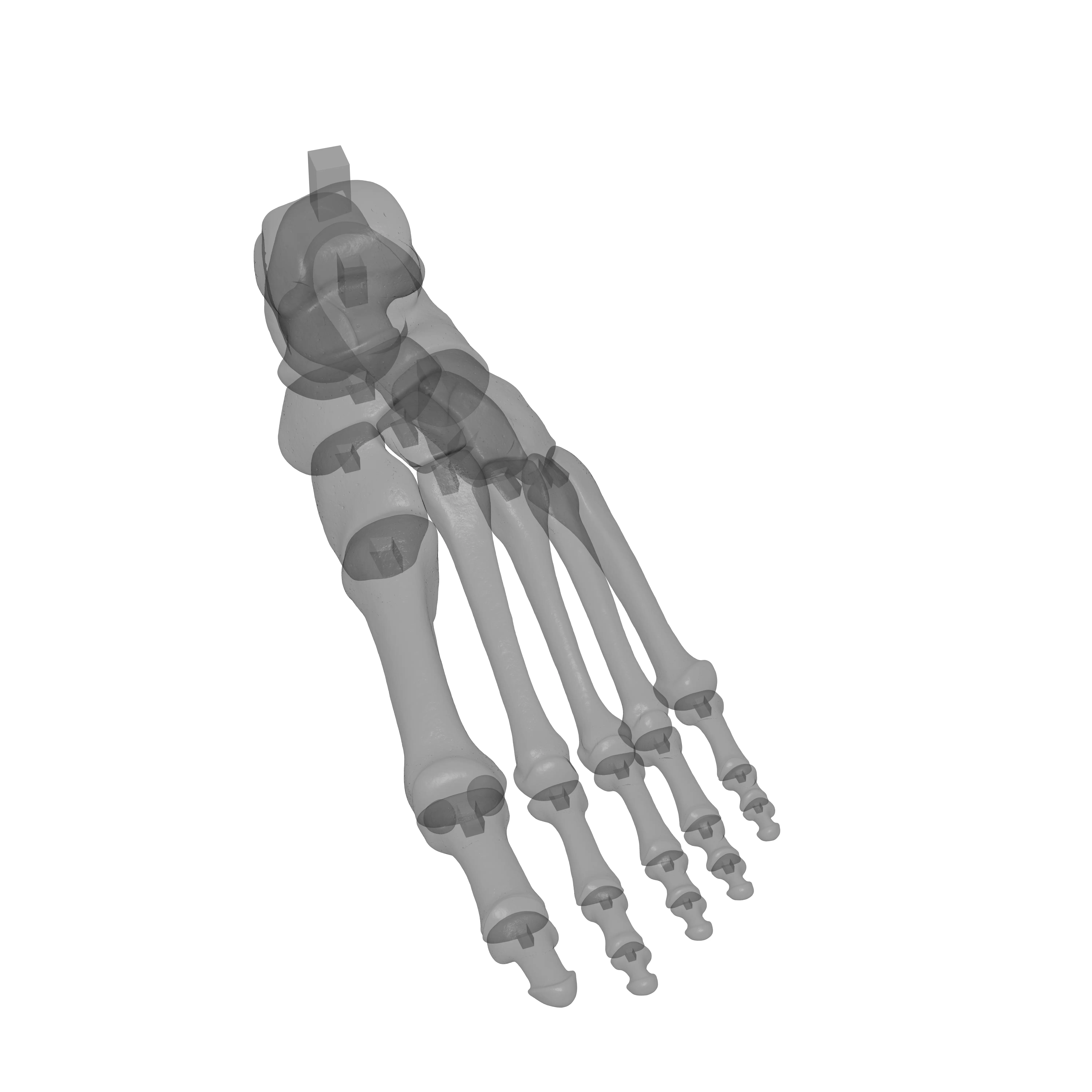 Human Lt Foot Bones 3D print model_14
