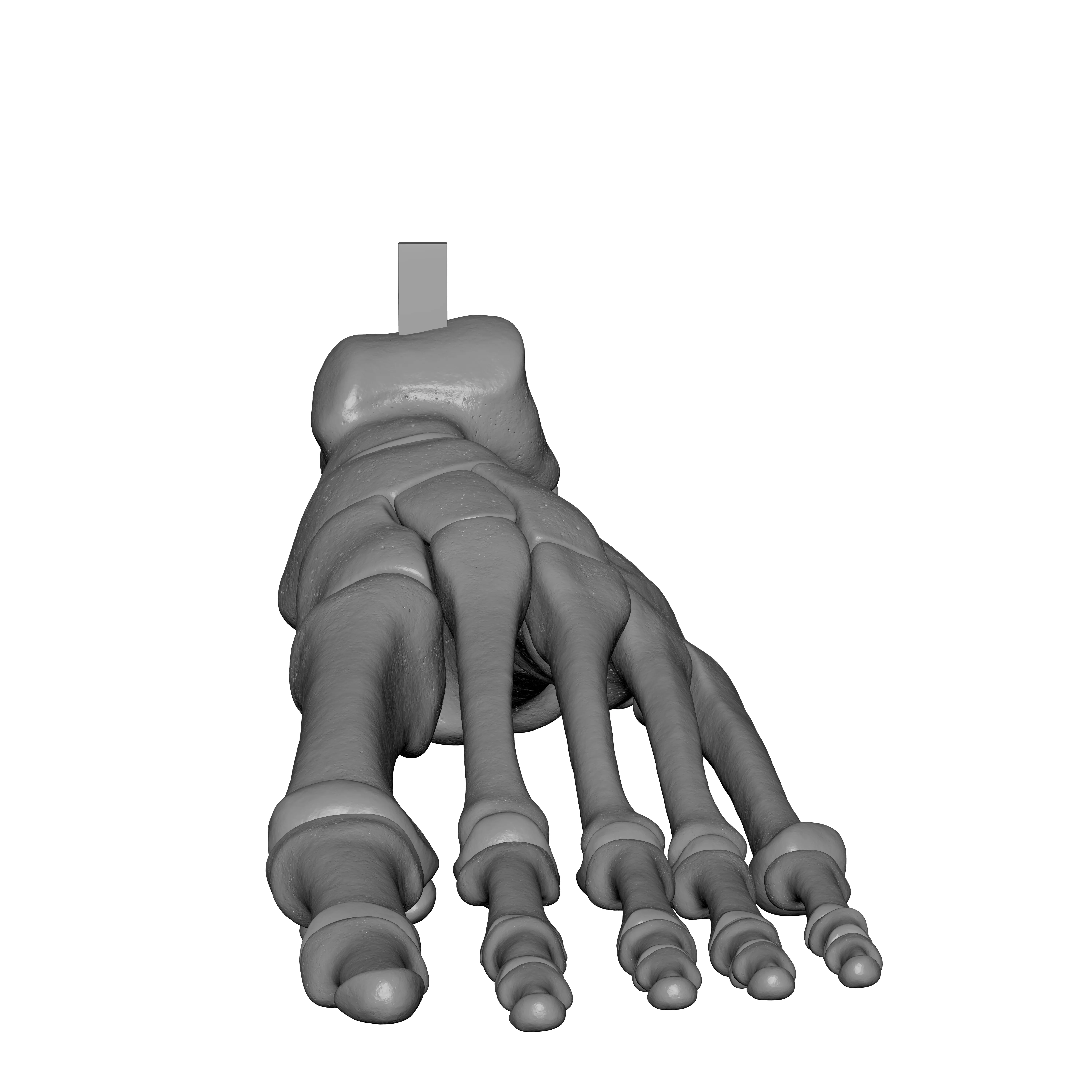 Human Lt Foot Bones 3D print model_11