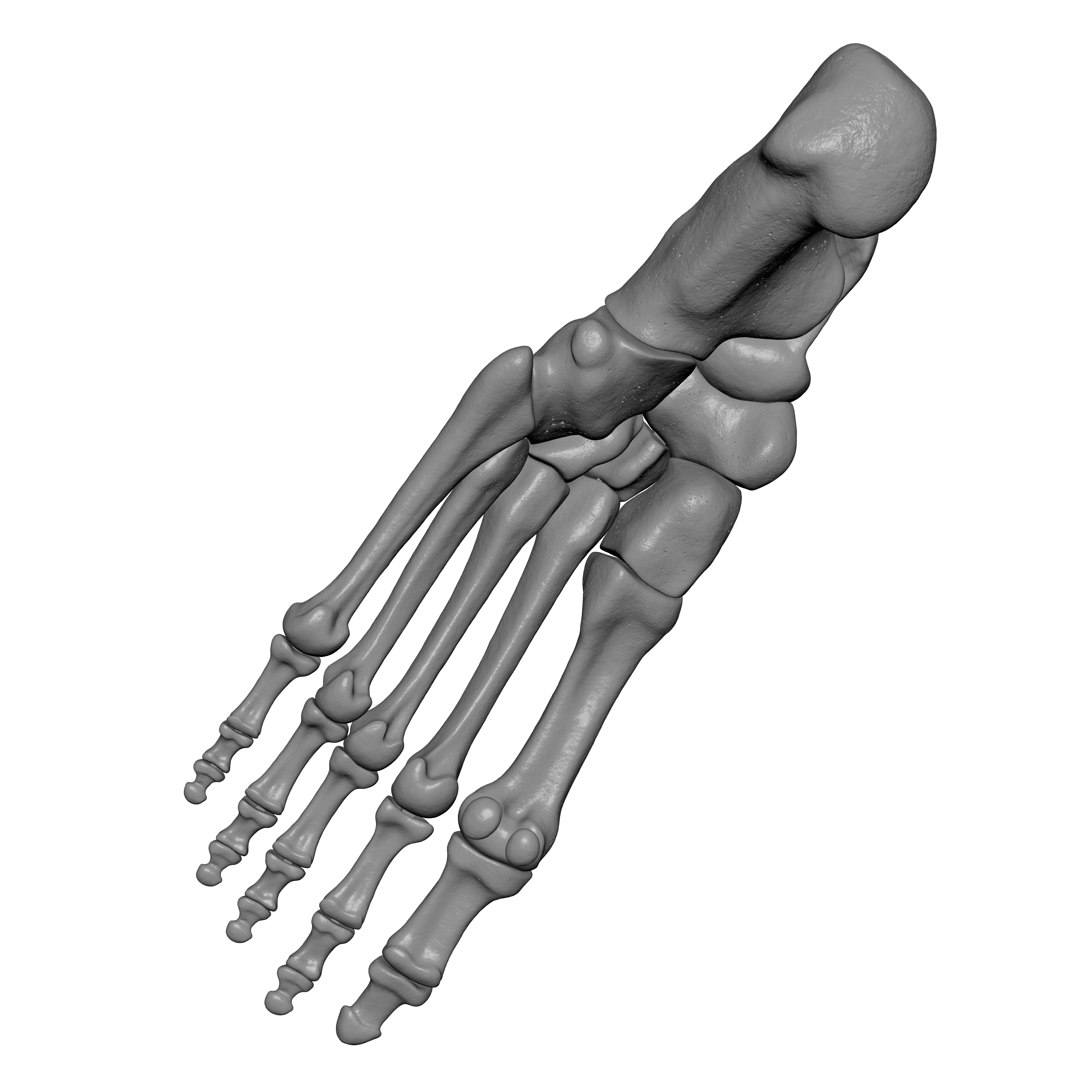 Human Lt Foot Bones 3D print model_5