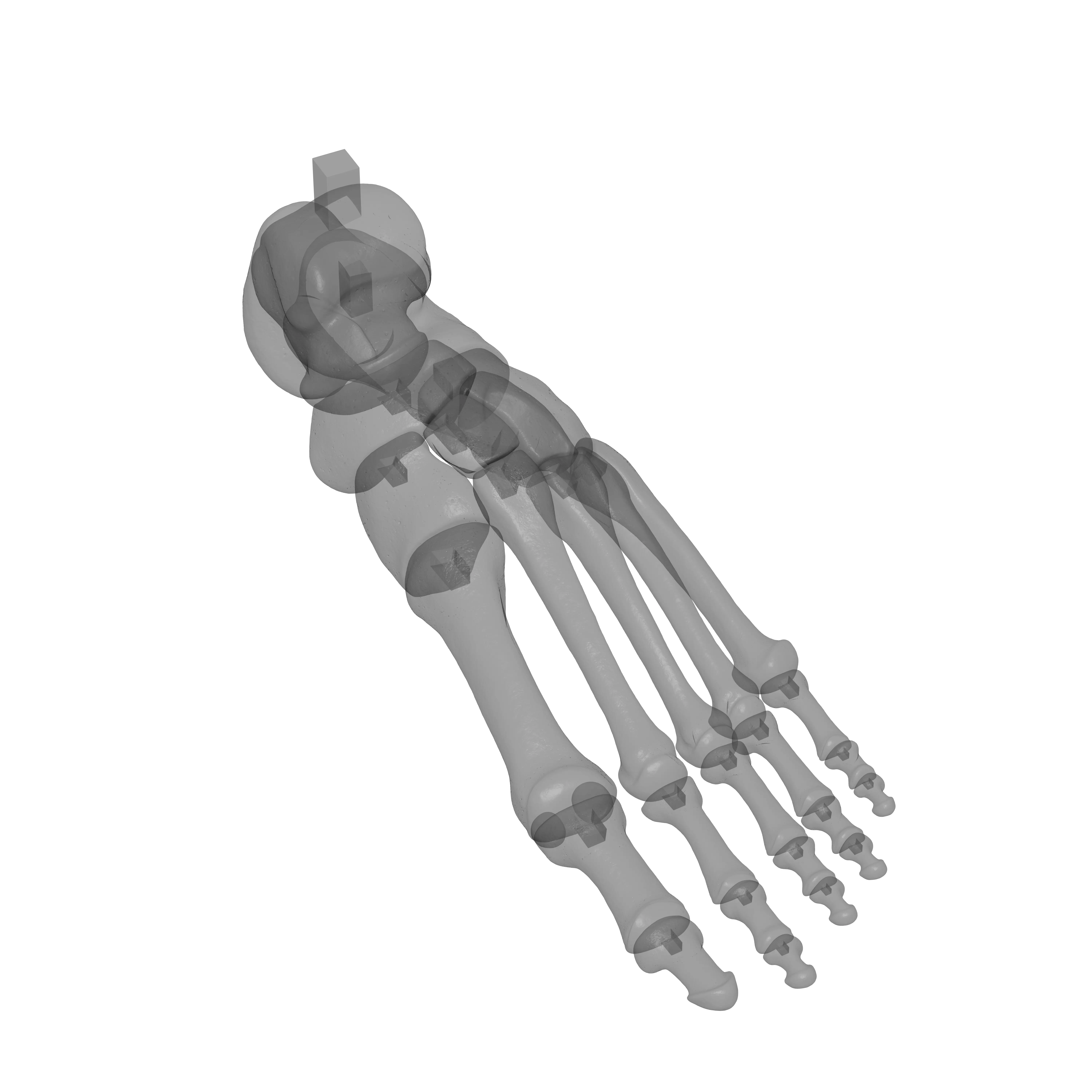 Human Lt Foot Bones 3D print model_19