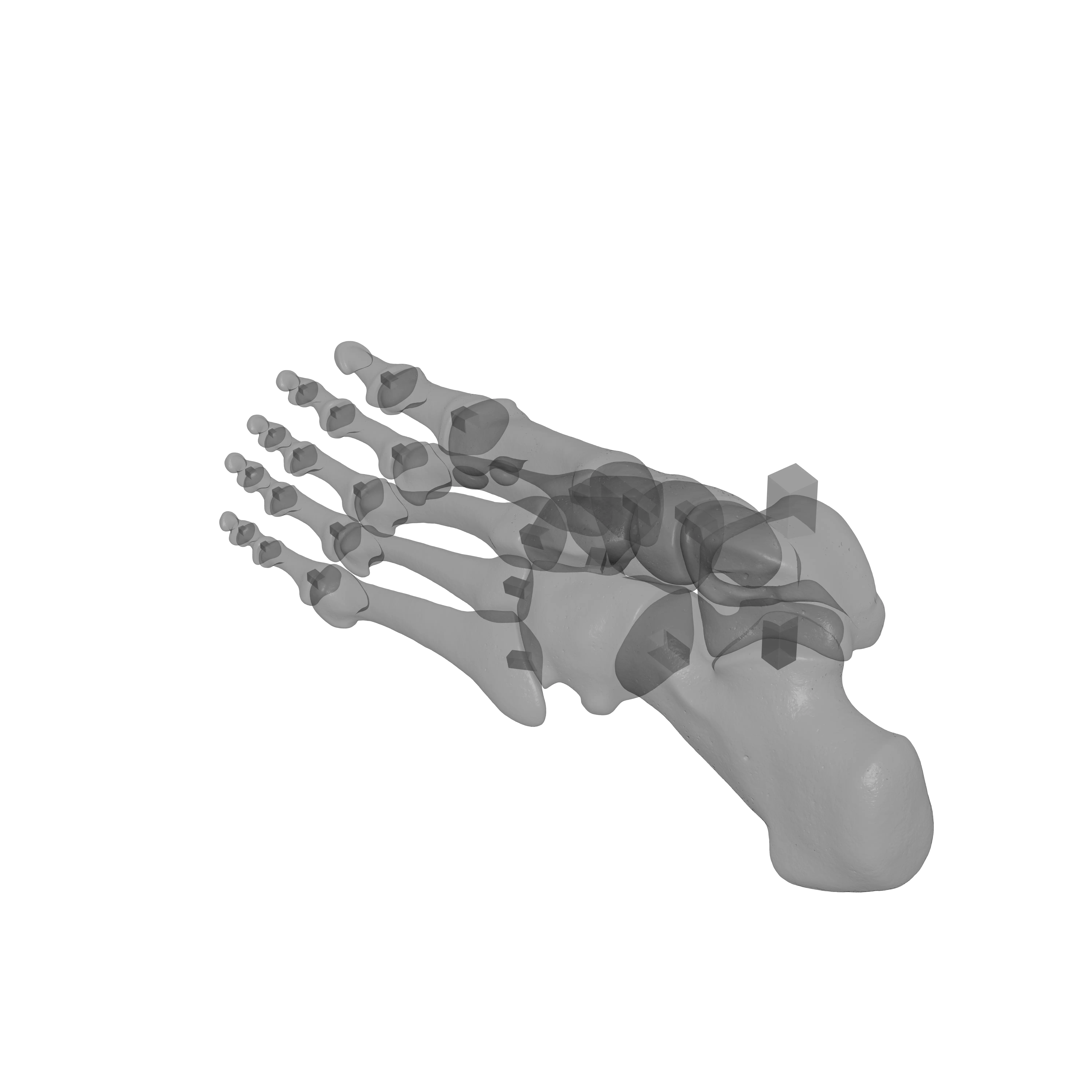 Human Lt Foot Bones 3D print model_17