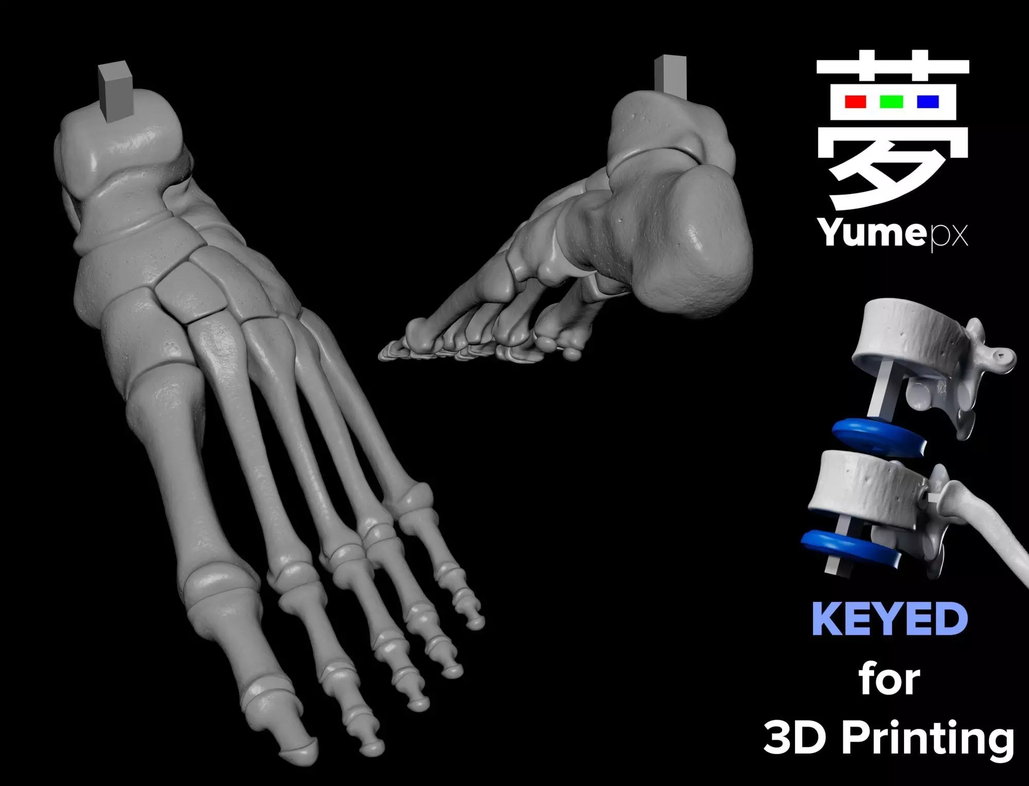 Human Lt Foot Bones 3D print model_0