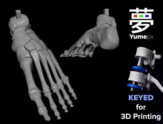 Human Lt Foot Bones 3D print model Human Lt Foot Bones 3D print model