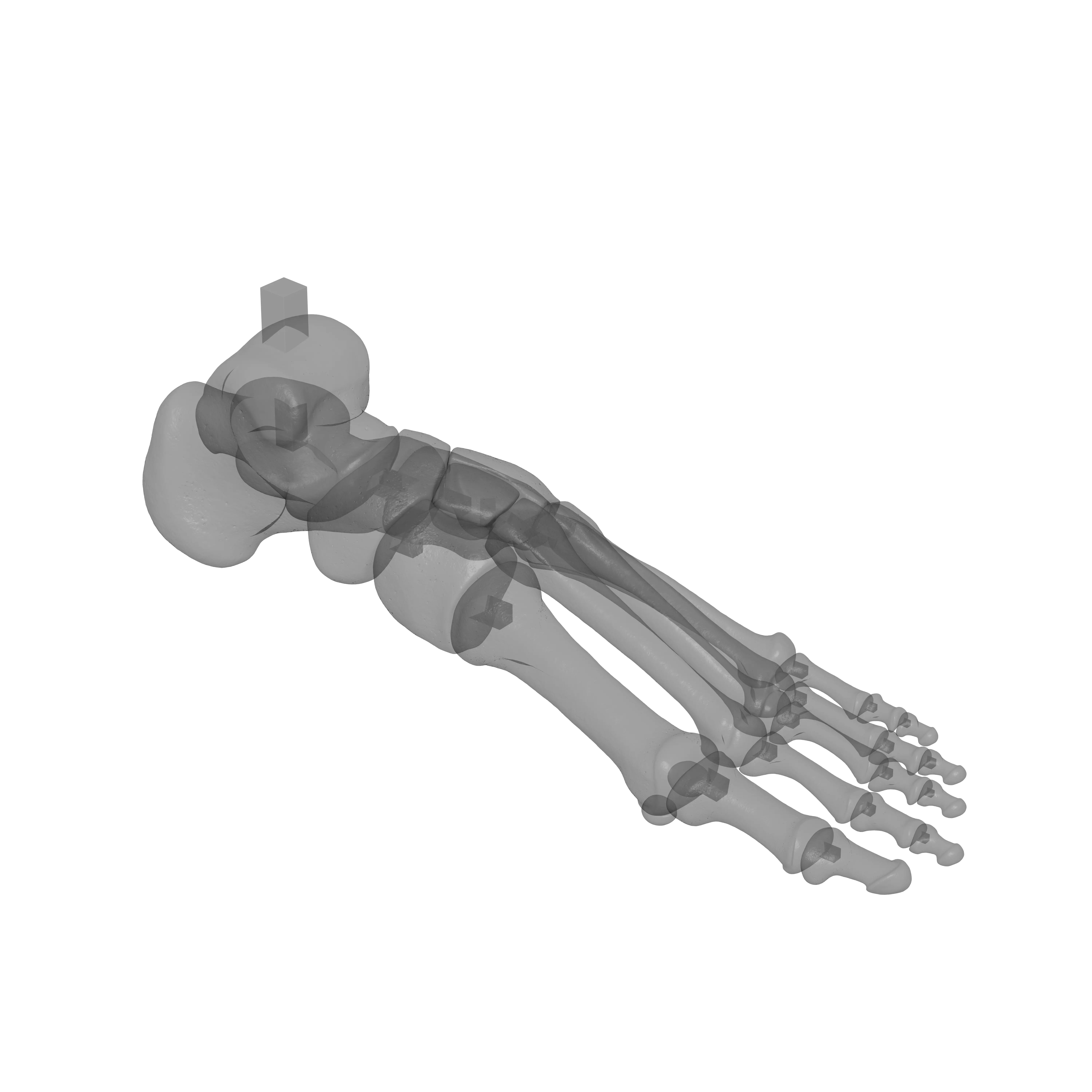 Human Lt Foot Bones 3D print model_15